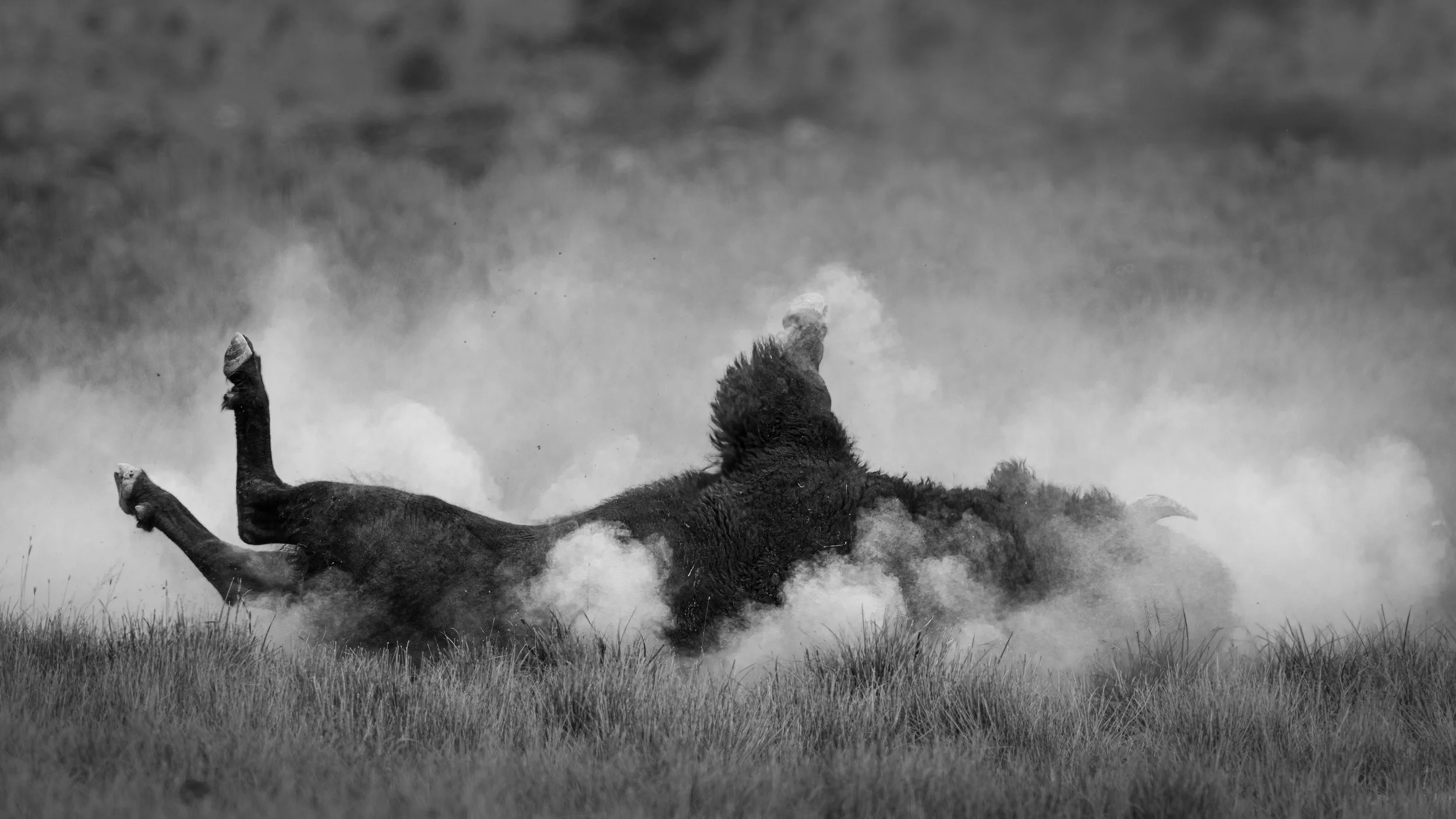 _5II2270 sm bw.jpg