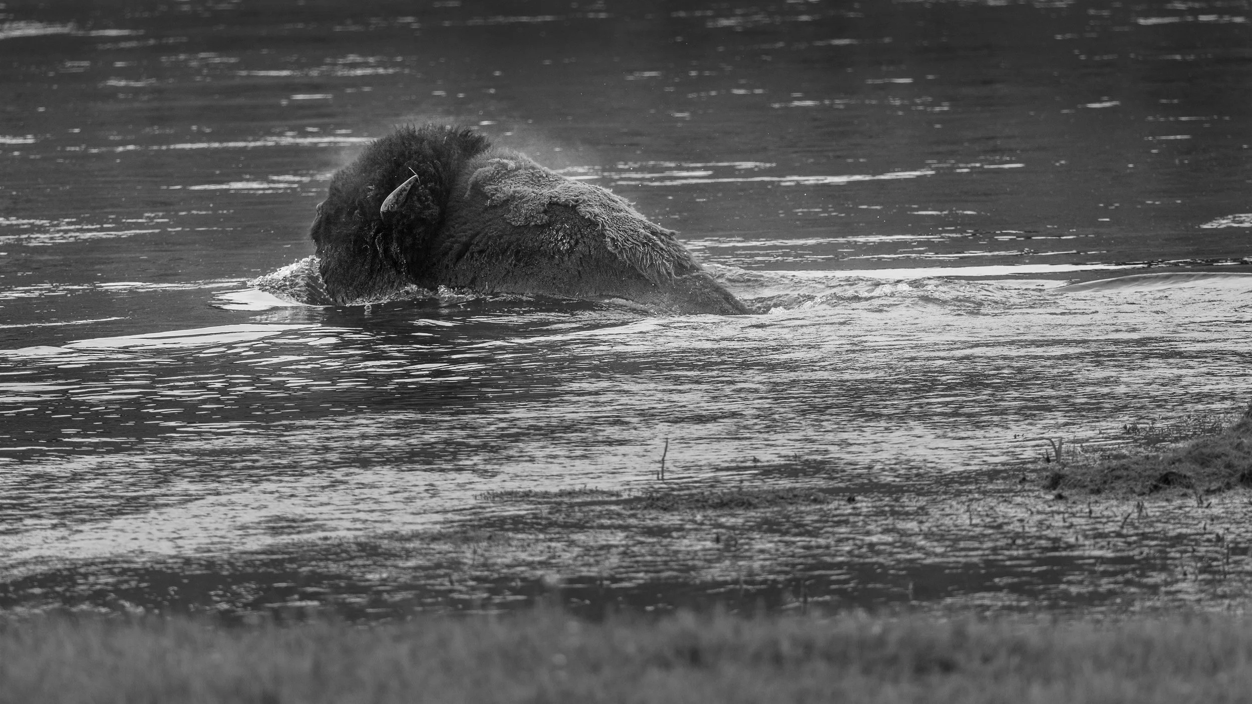 _5II2352 sm bw.jpg