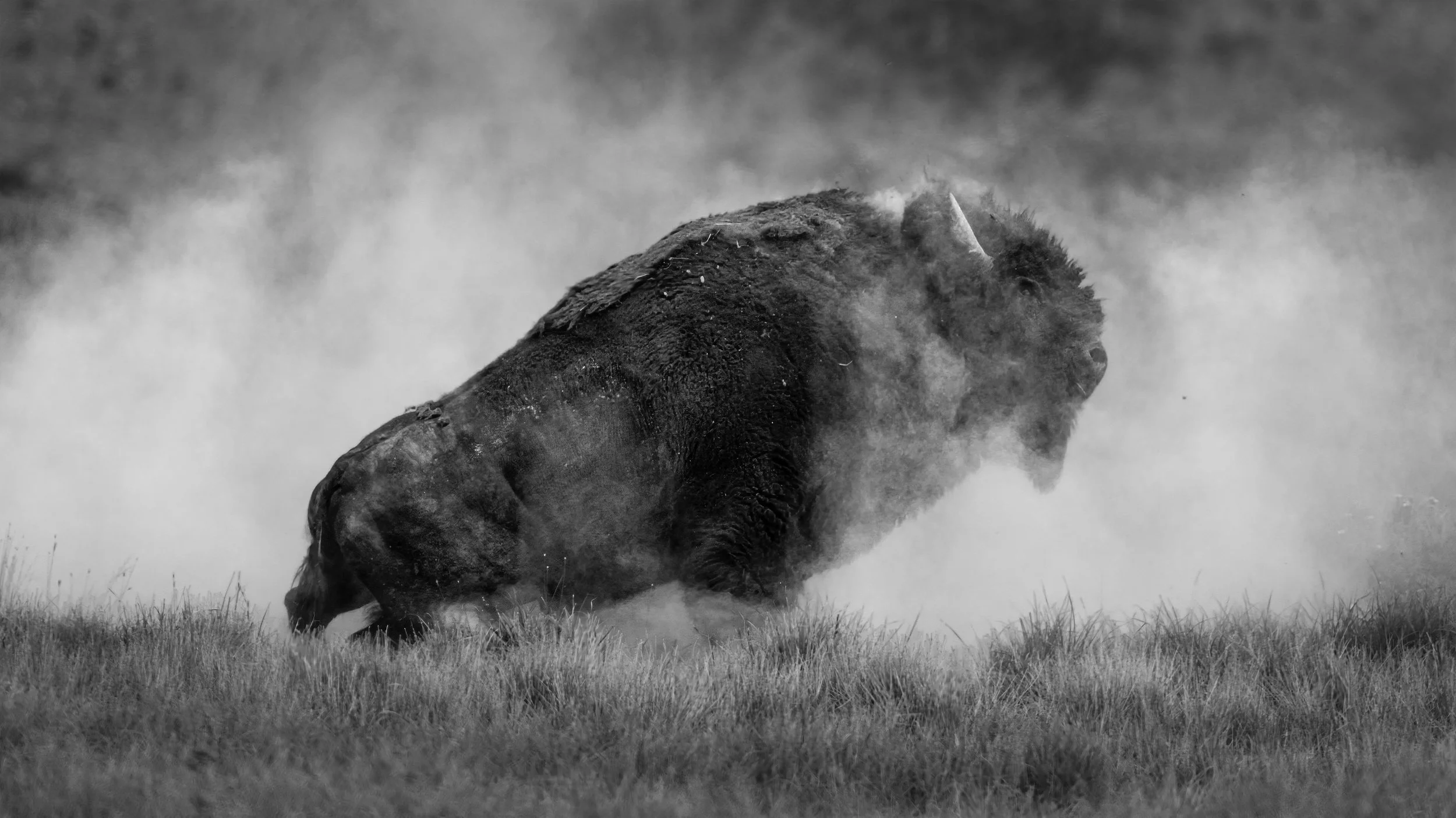 _5II2290 sm bw.jpg