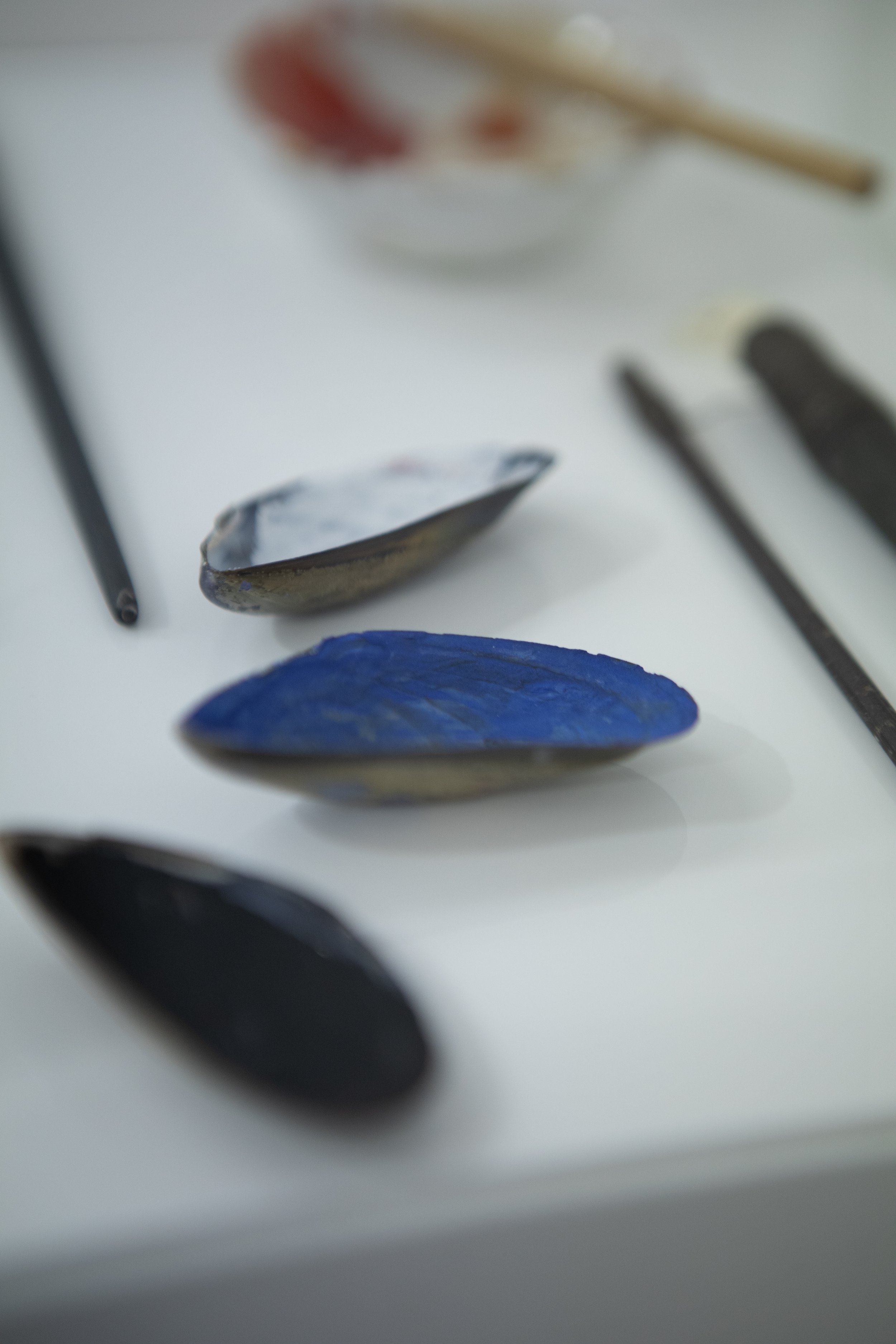 Close up of mussel shells.jpg