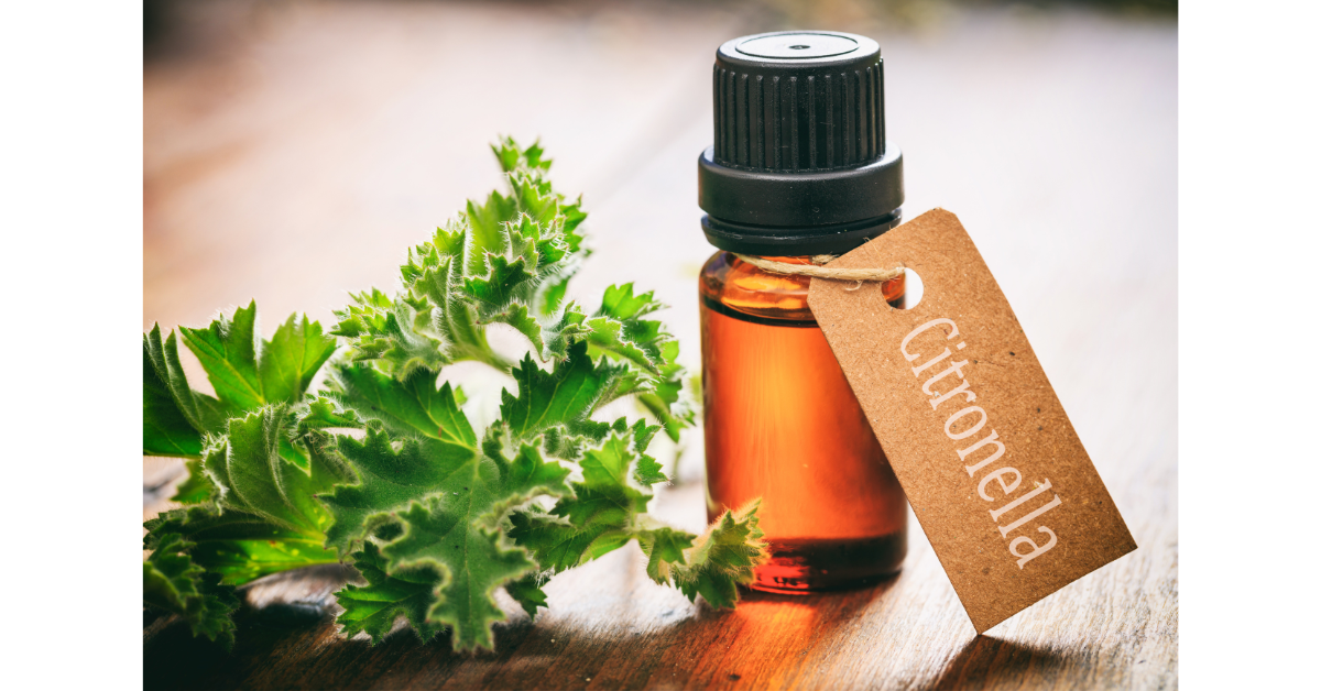 Citronella