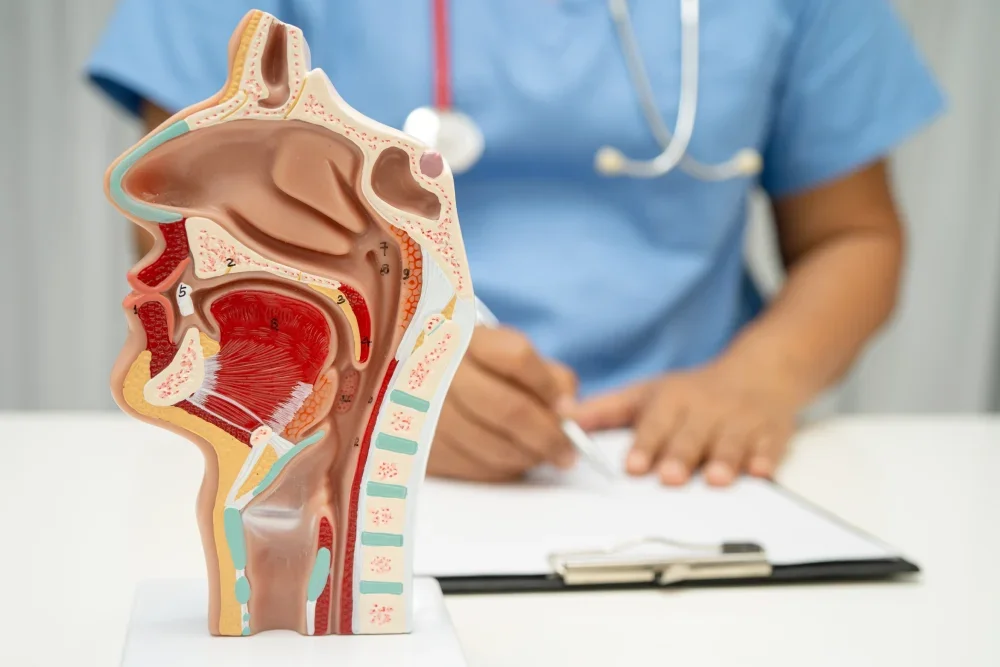 ENT doctor with a human anatomy model