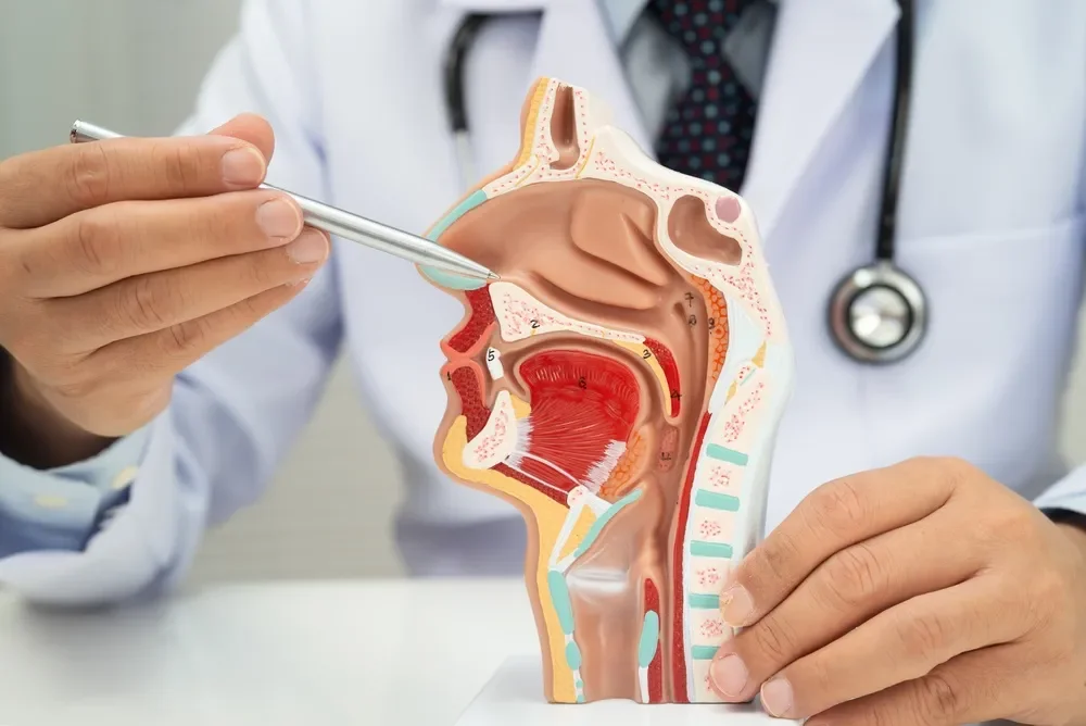 Specialist showing a nose model to explain allergic rhinitis