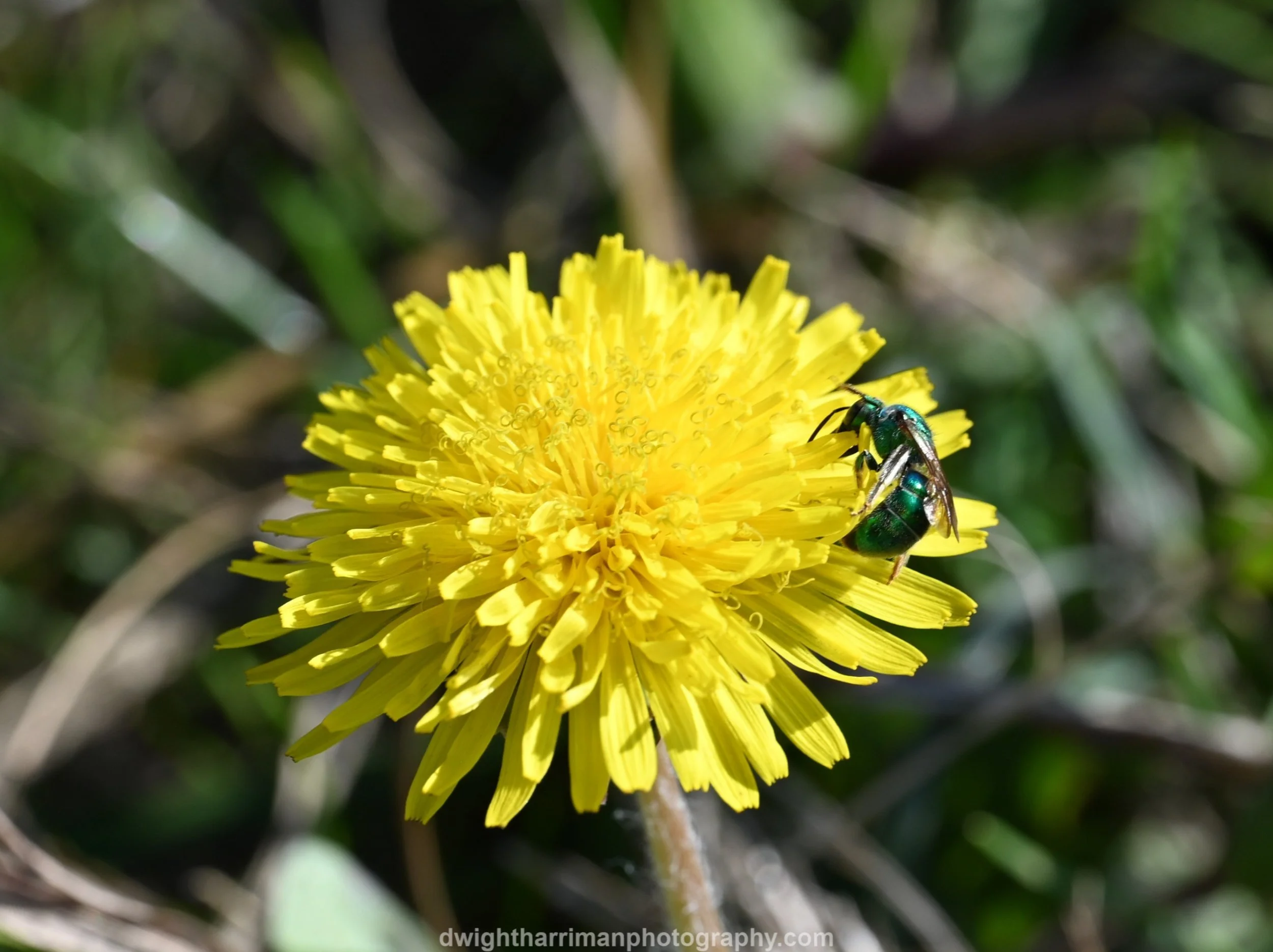 DSC_5394.green sweat bee.jpg