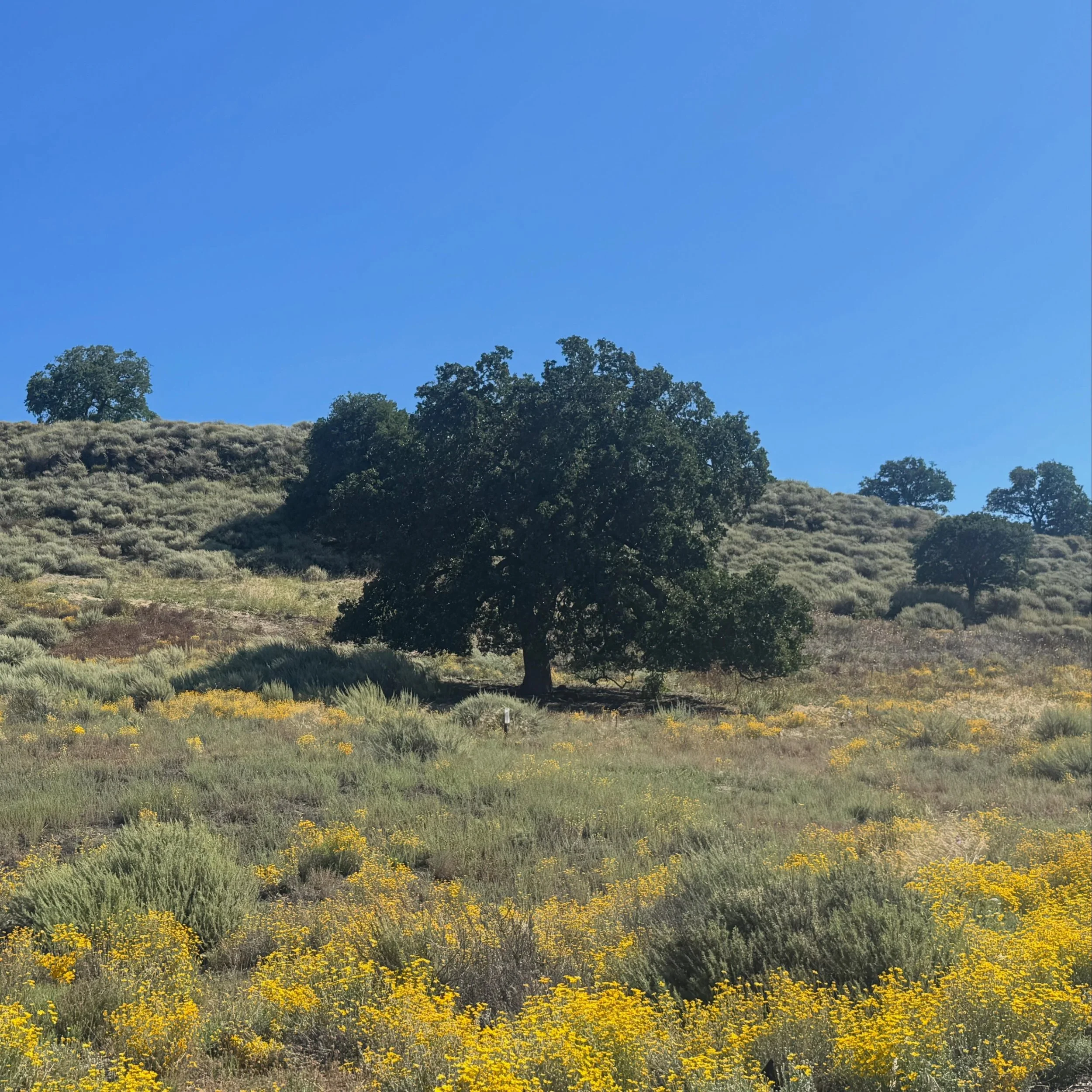 I feel so grateful to live within walking distance of an open space near my home. It&rsquo;s a sanctuary for countless plants and animals. With so much extinction of flora and fauna already happening due to climate change, I hope you&rsquo;ll join me