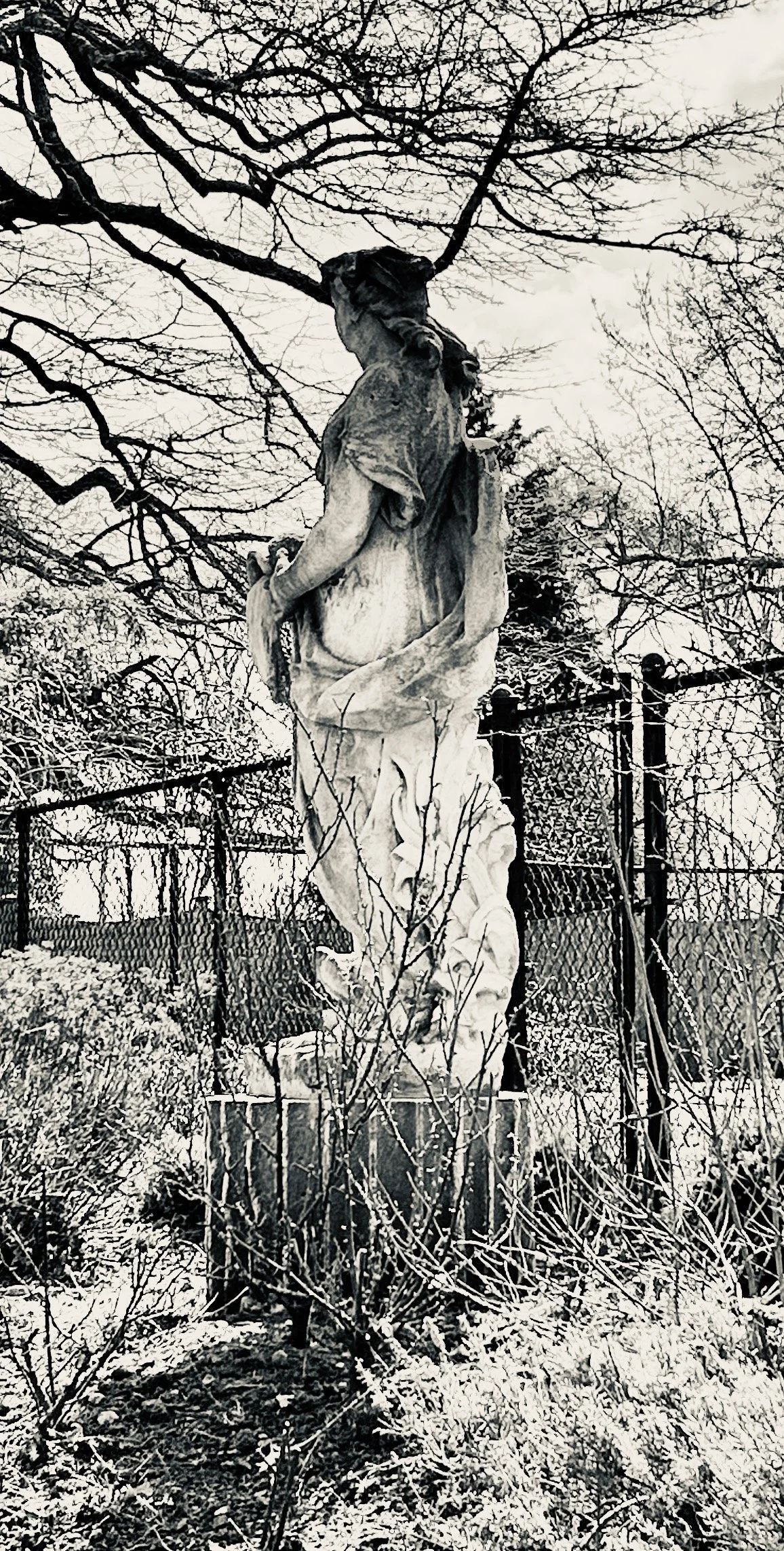 A black and white photo of a weathered statue of a woman with a tree growing behind her, surrounded by snow and overgrown bushes, enclosed by a chain-link fence.