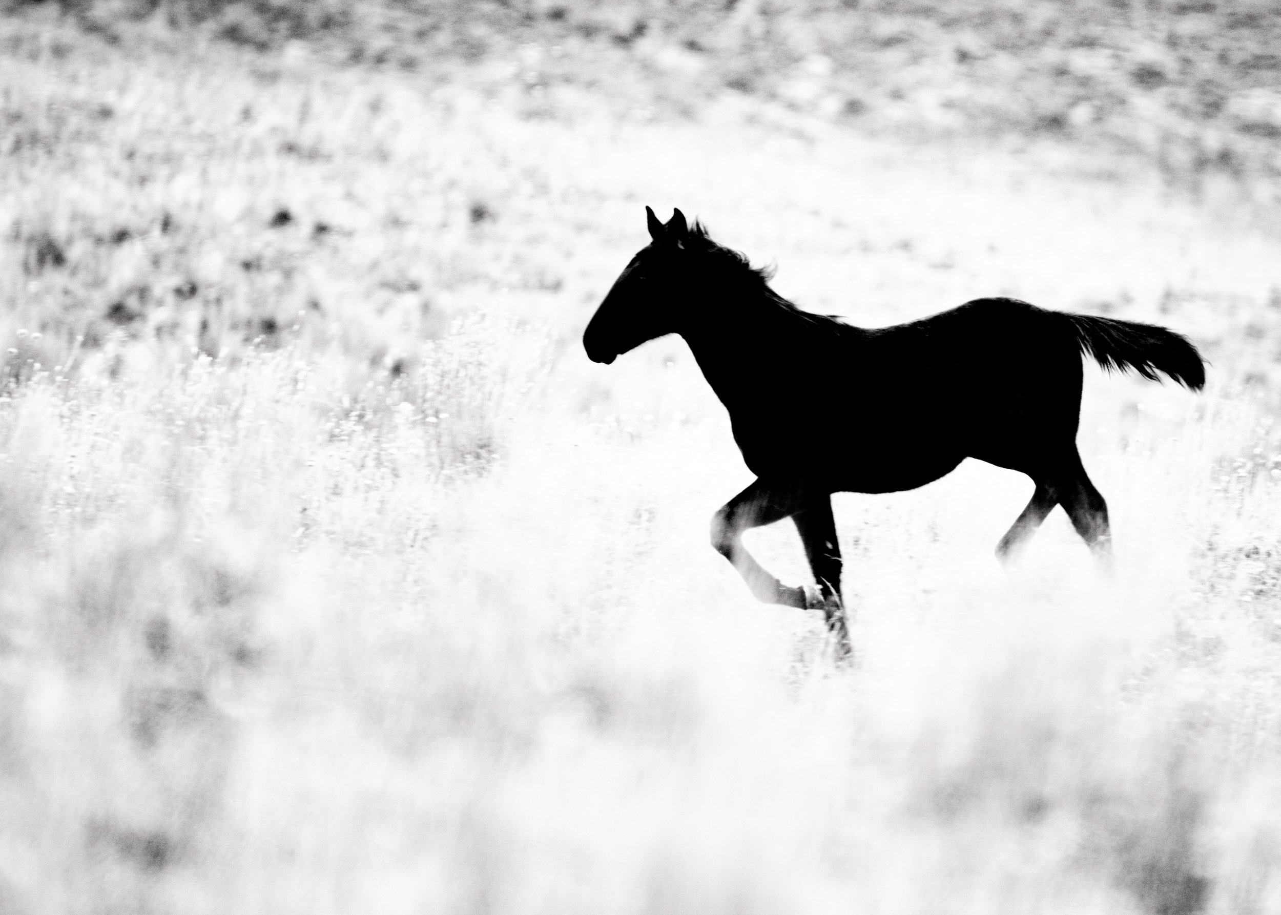 004_Marcy Pinetti Wildlife.jpg