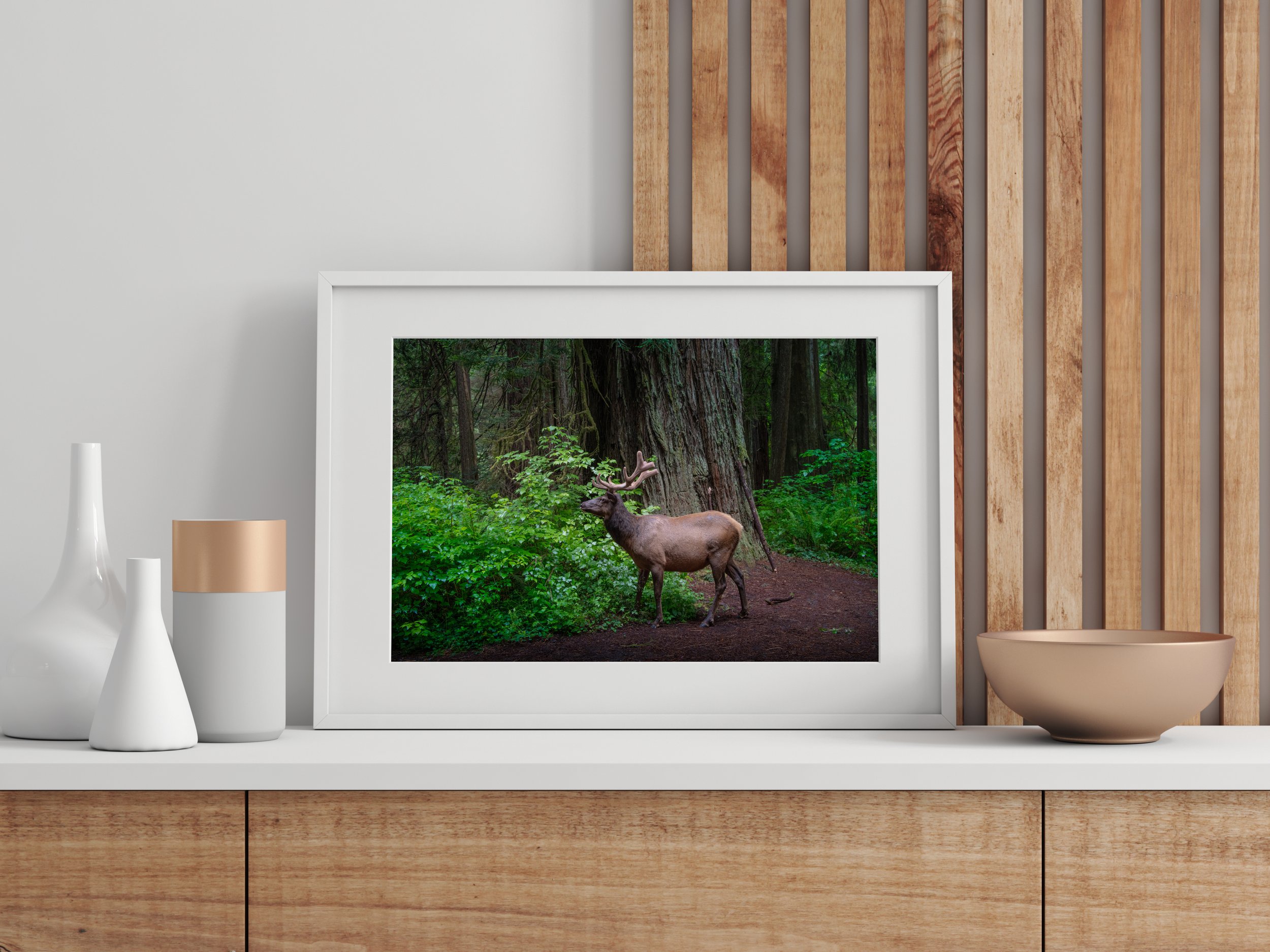 Small Print coastal elk.jpg