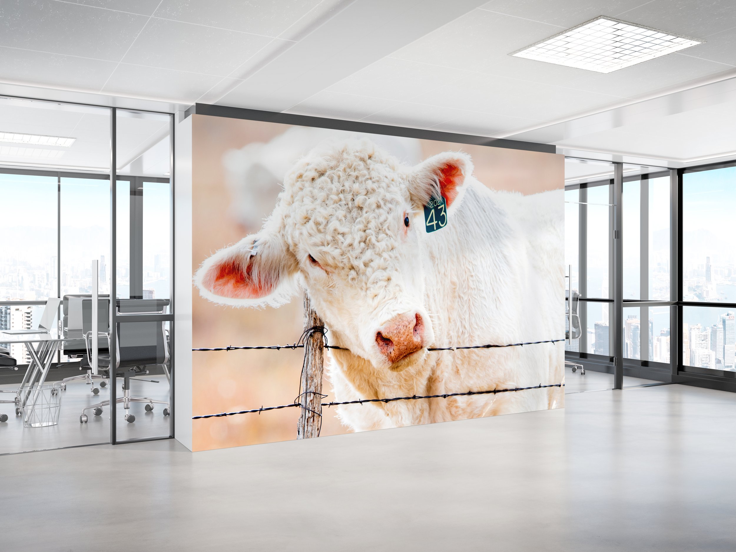 Charlois Cow Office Wall.jpg