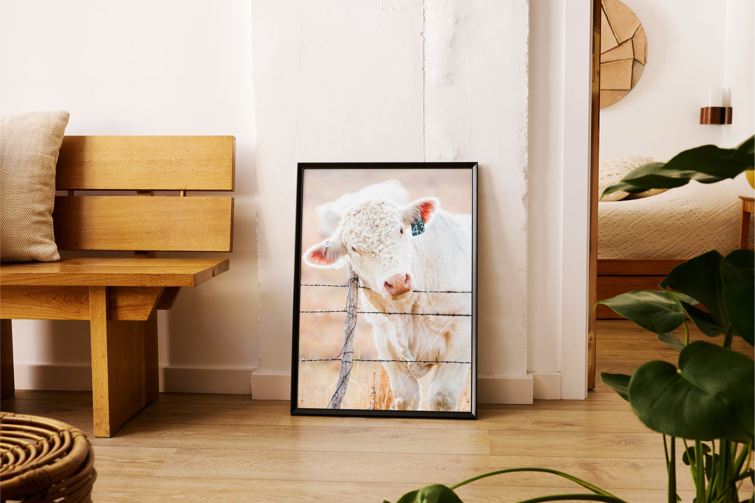 Vertical Poster A charlois cow.jpg