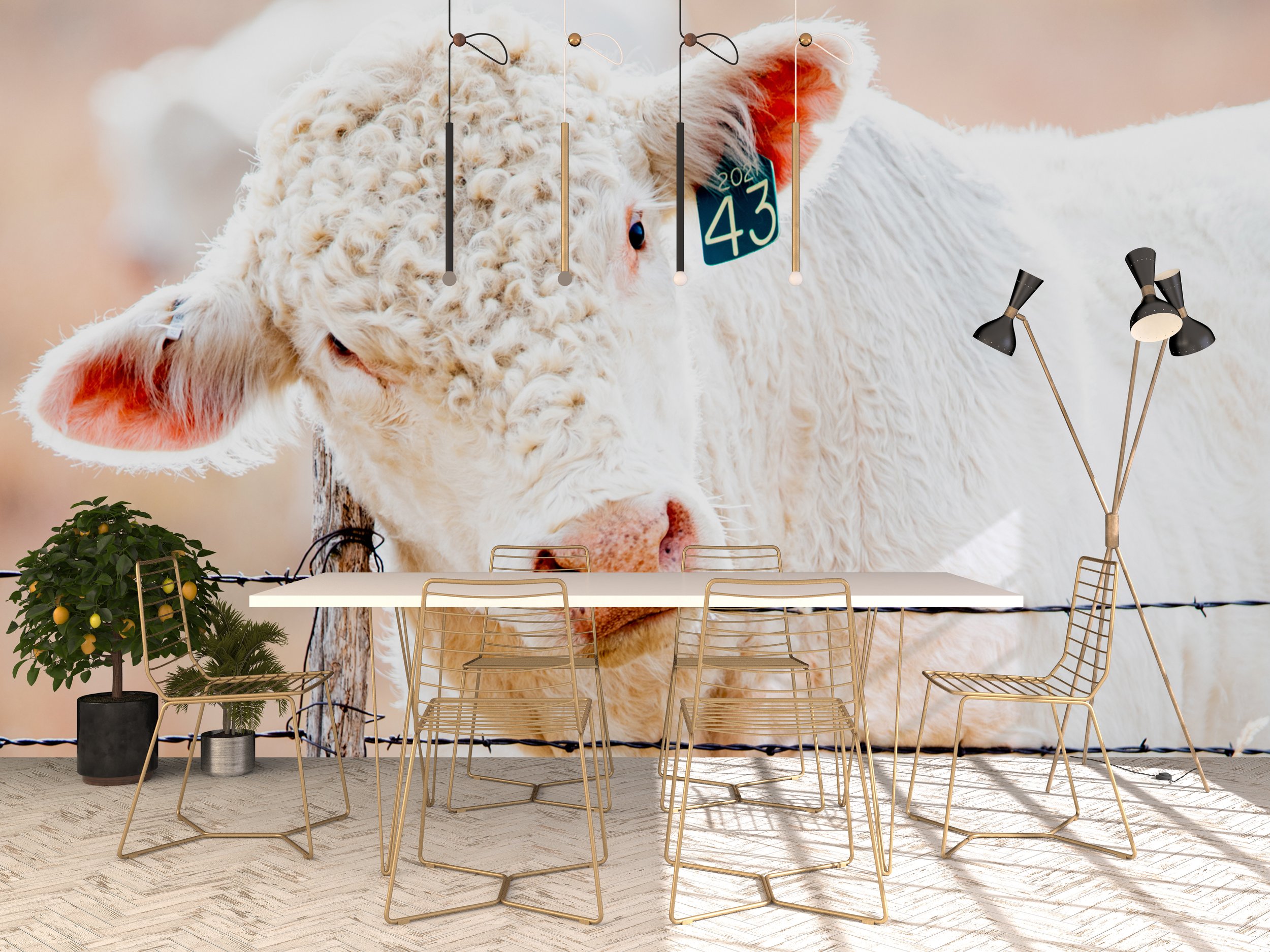 dining room charlois cow.jpg