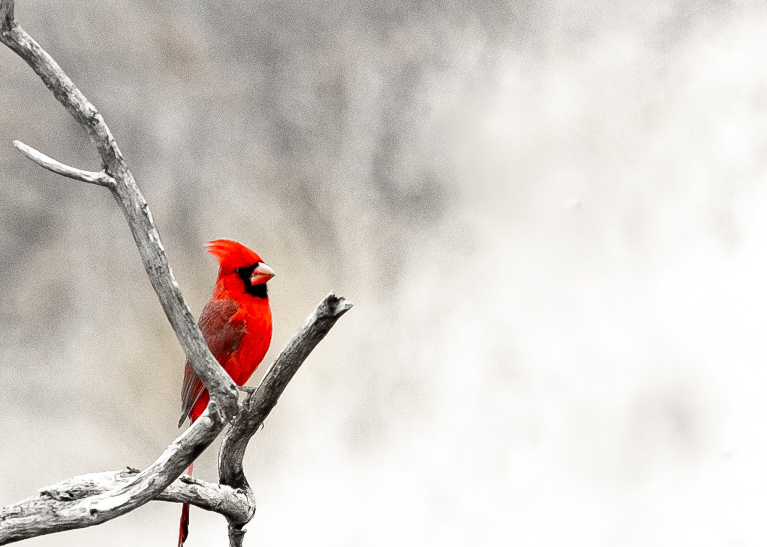 008_Marcy Pinetti wildlife.jpg