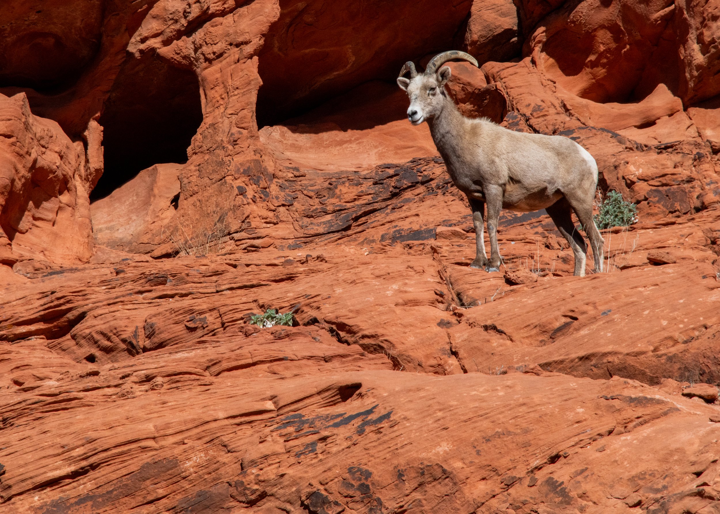 009_Marcy Pinetti wildlife.jpg
