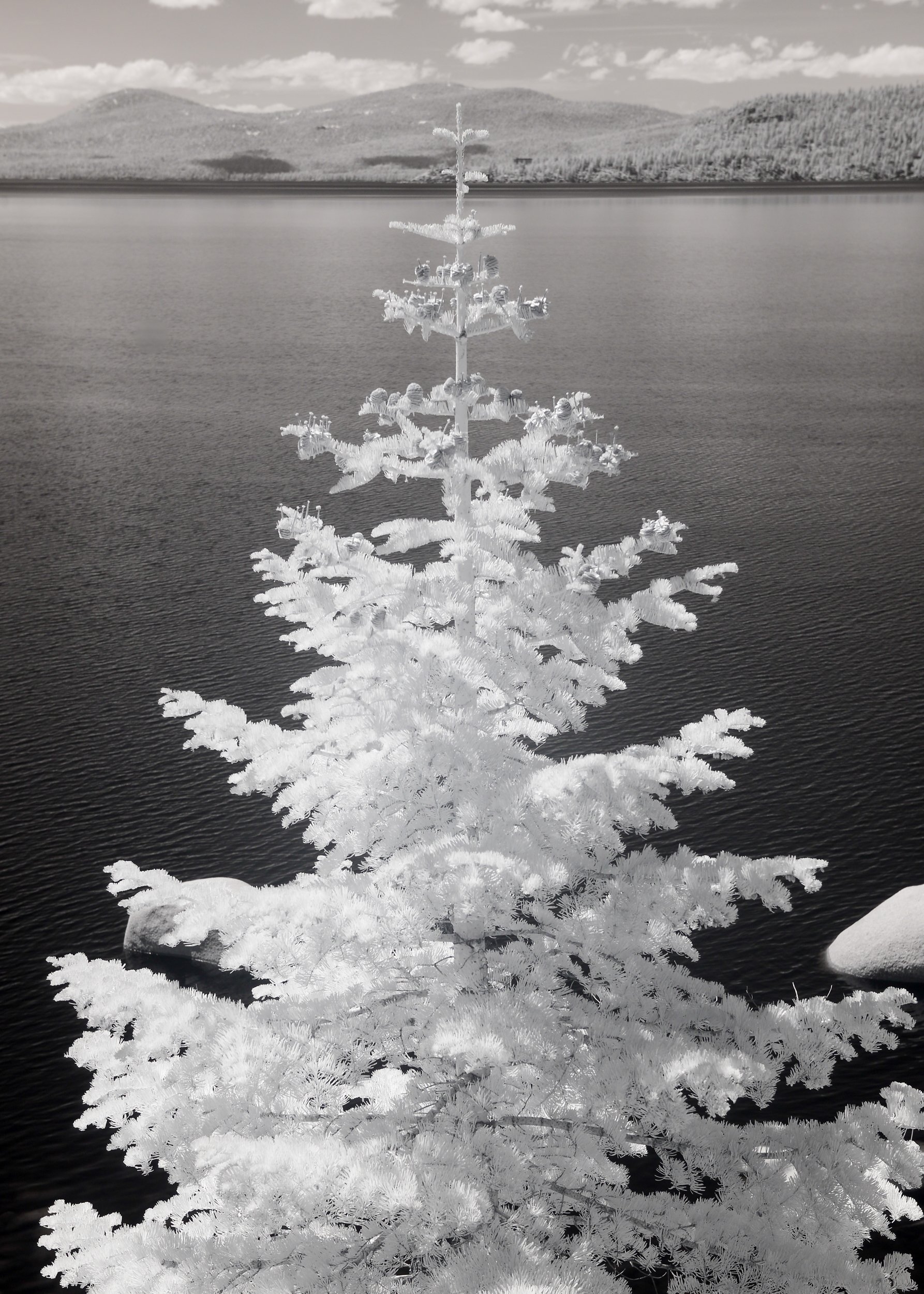 002_infrared_Marcy Pinetti.jpg