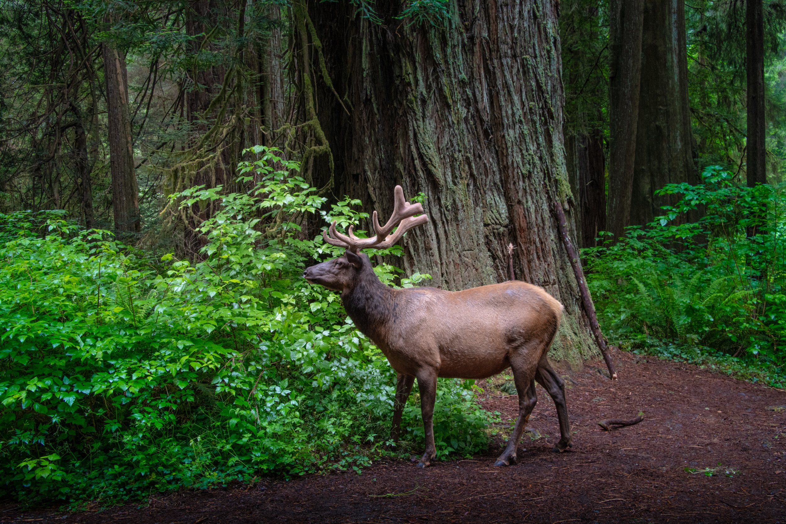 013_wildlife.jpg