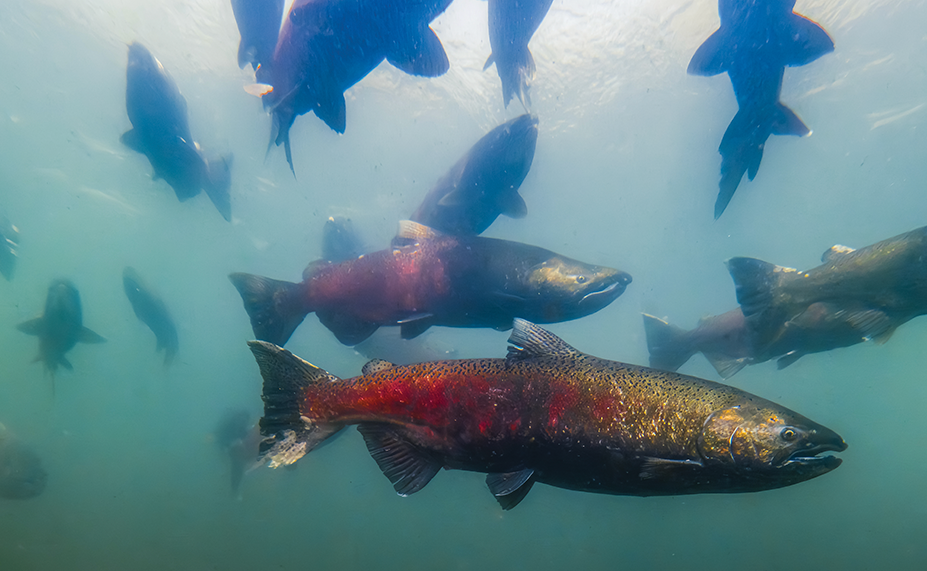 Salmon Tracker December: Where are California’s Chinook now?