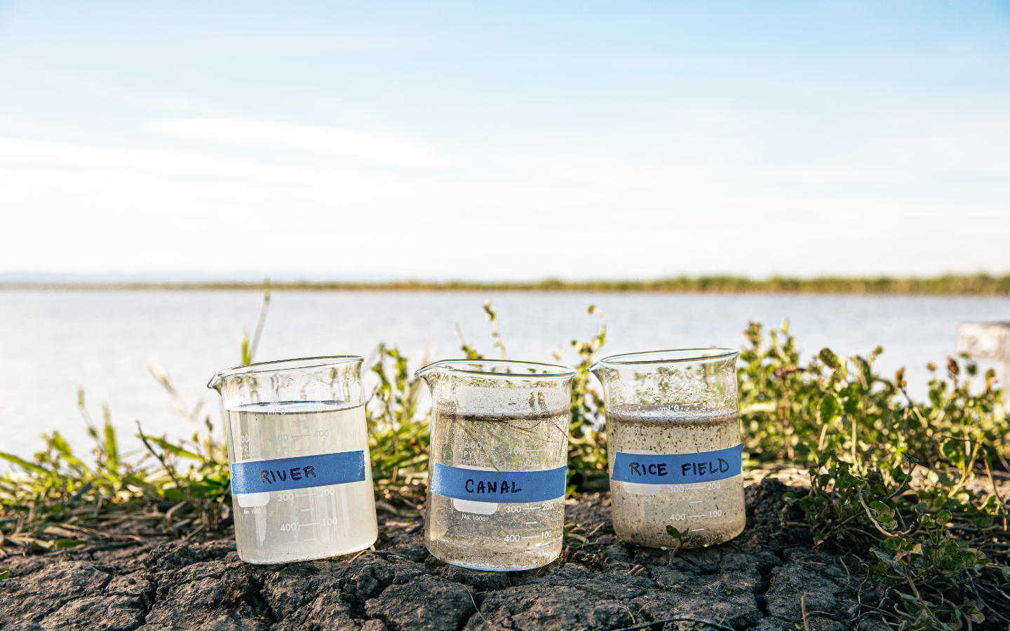 photo of salmon food from a river, canal, and ricefield.