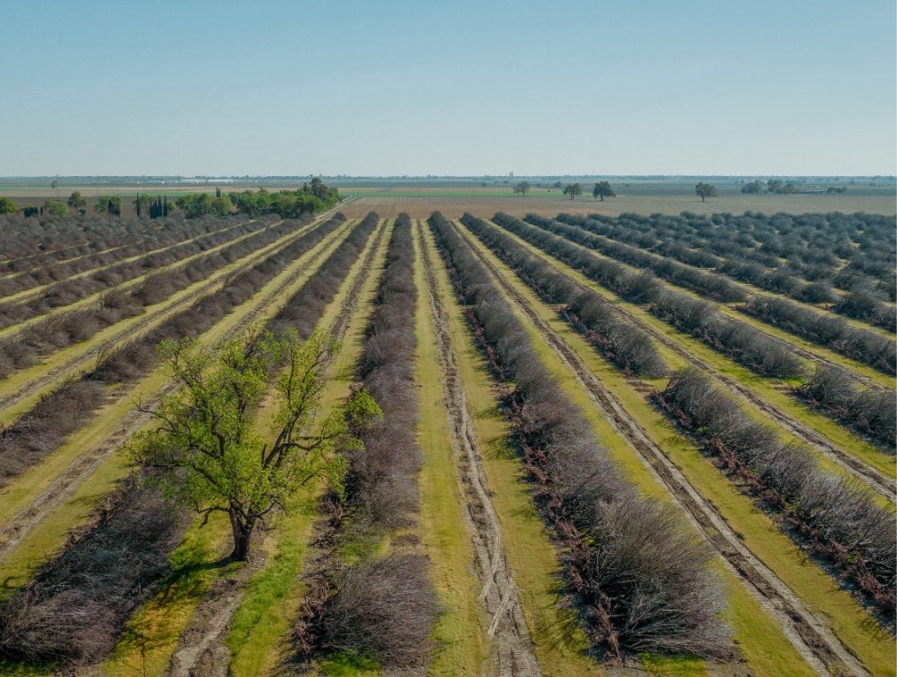 almond-tree-1.jpg
