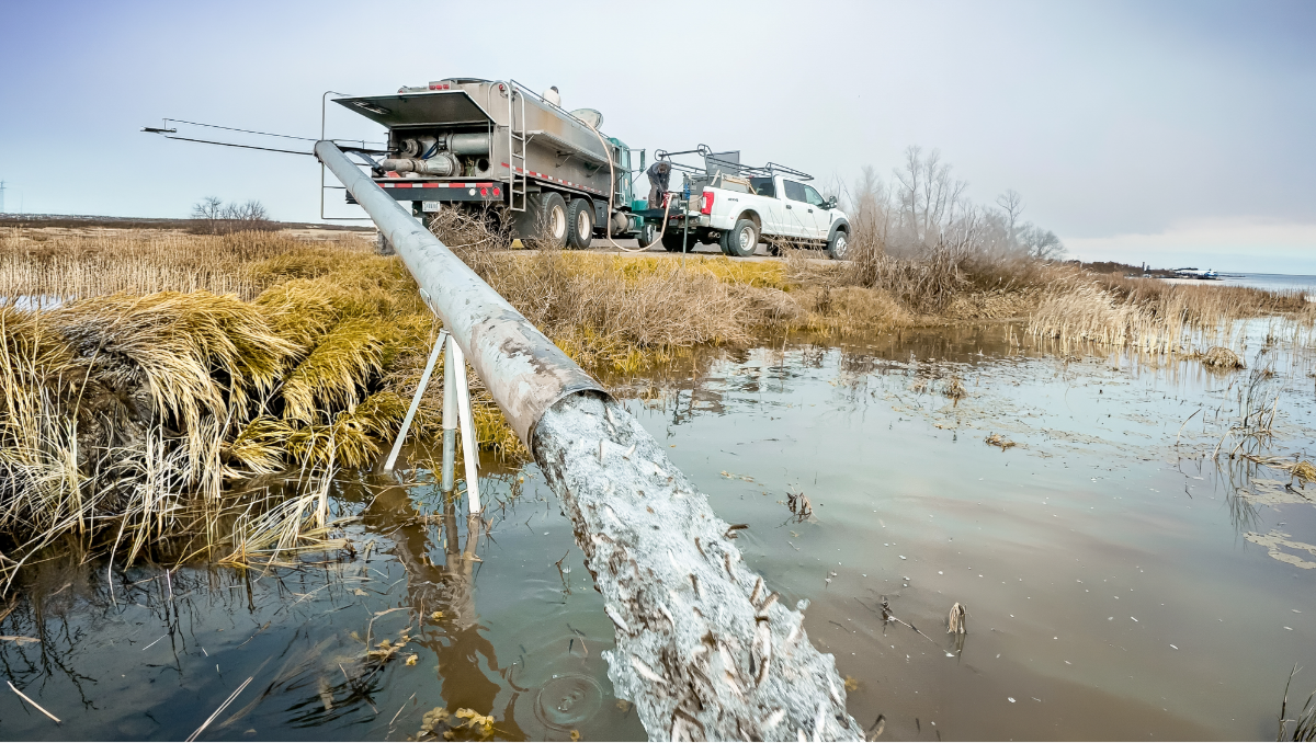 On a floodplain there is a truck with a pipe that sends chinook salmon fry onto the floodplain to eat food