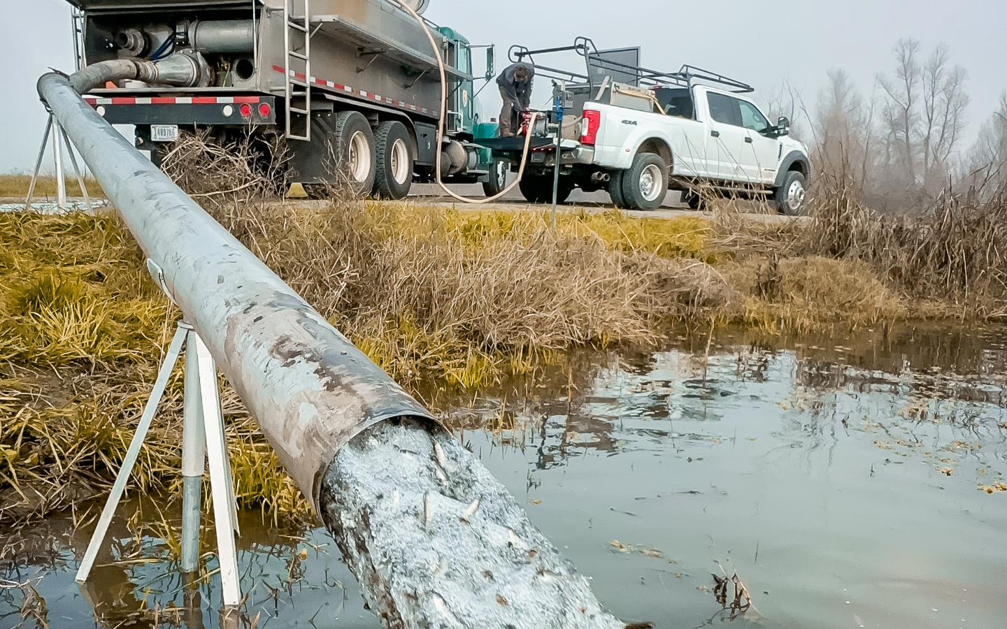 hatchery fish being poured through a pipe from a truck onto a ricefield, so they can eat food there and become healthy