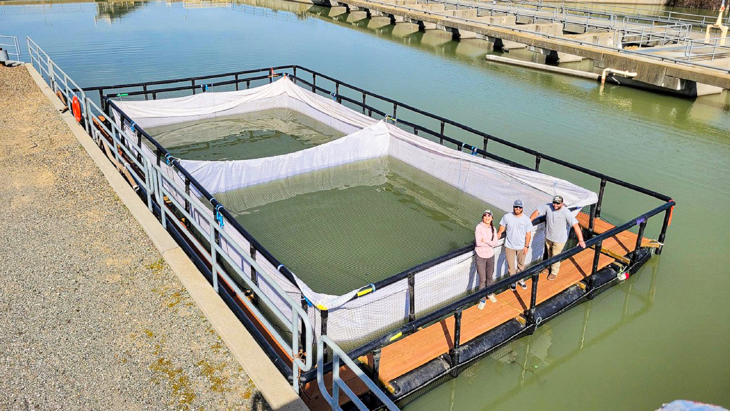 Photo of 3 people around a pen in the water that holds salmon fry
