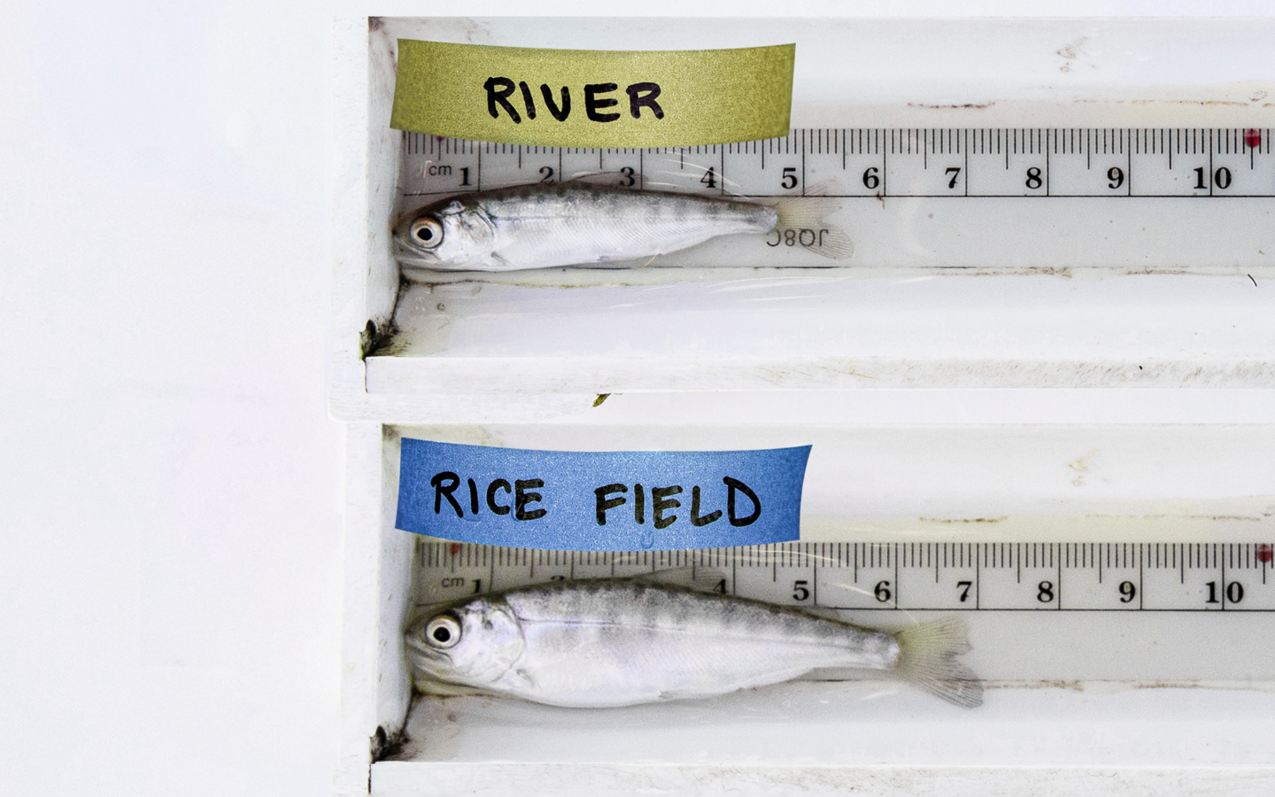 small river fish vs. a large healthy rice field fish