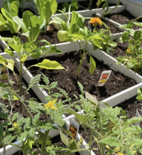 Planting on the Playground