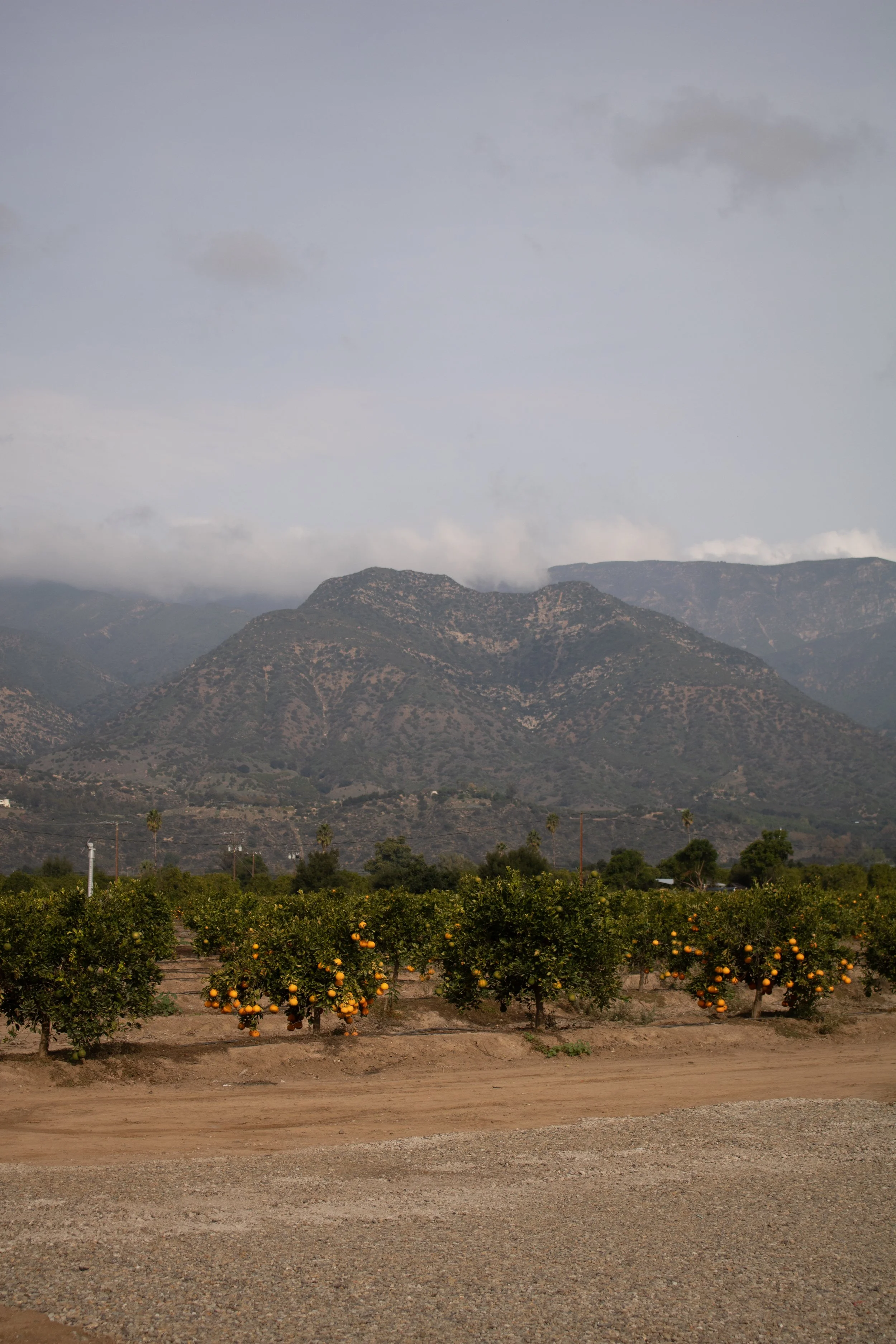 Orange Grove-07.jpg