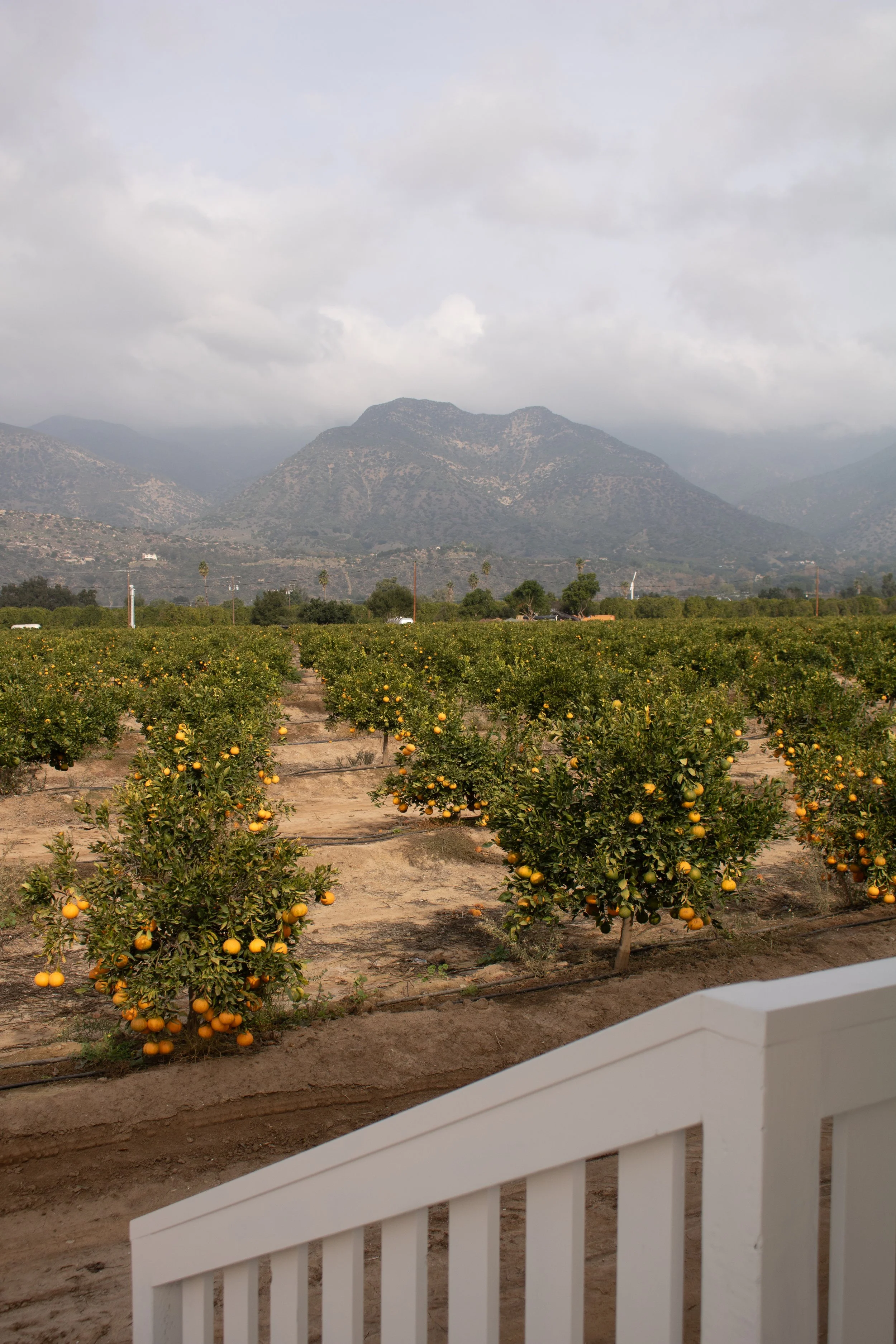 Orange Grove-01.jpg
