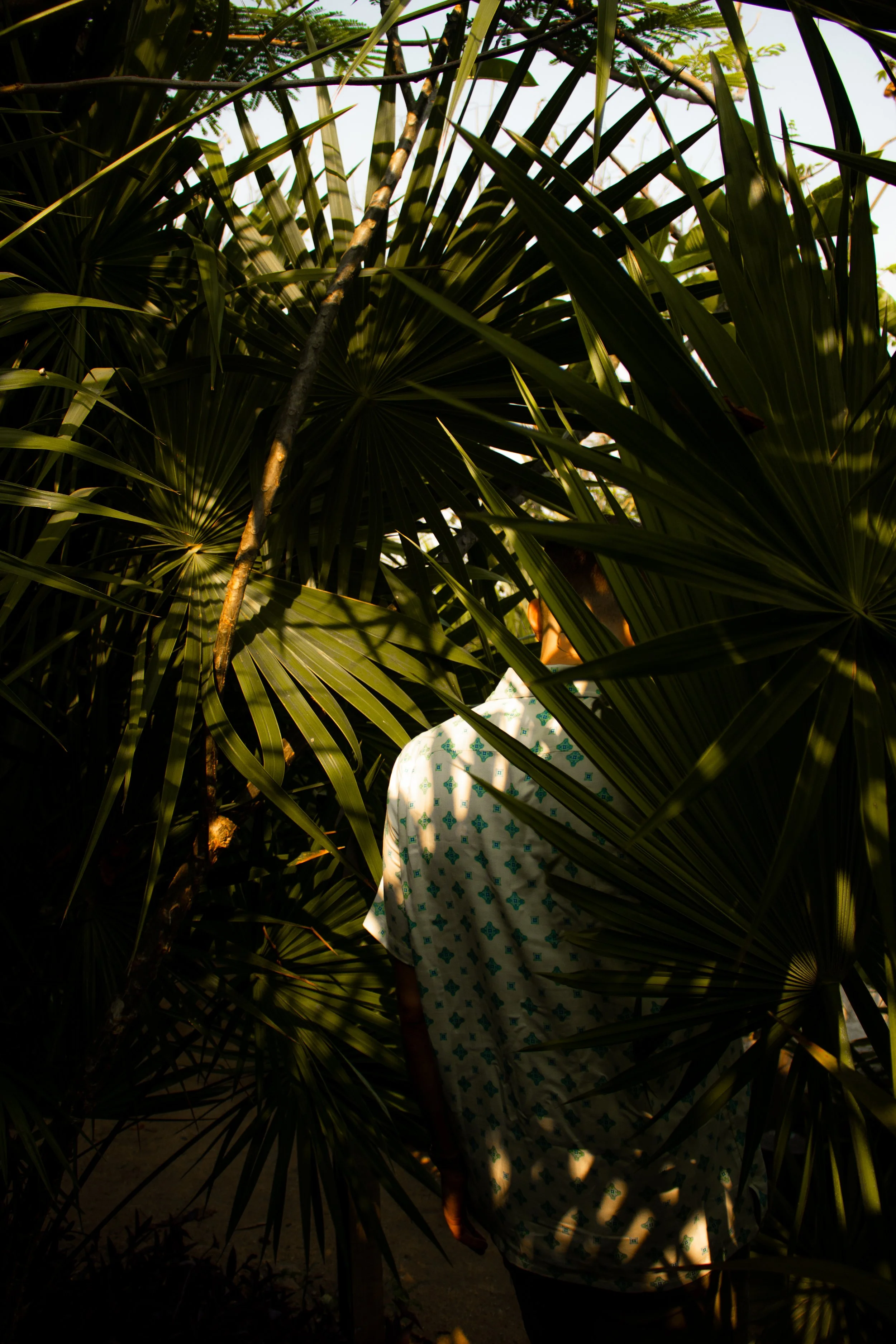 A person standing amidst dense green tropical foliage, partially obscured by large palm leaves with sunlight filtering through.