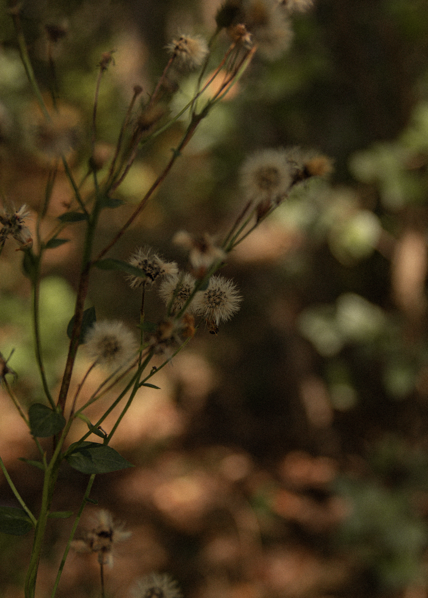 Screen Shot 2023-12-05 at 6.07.28 PM.png