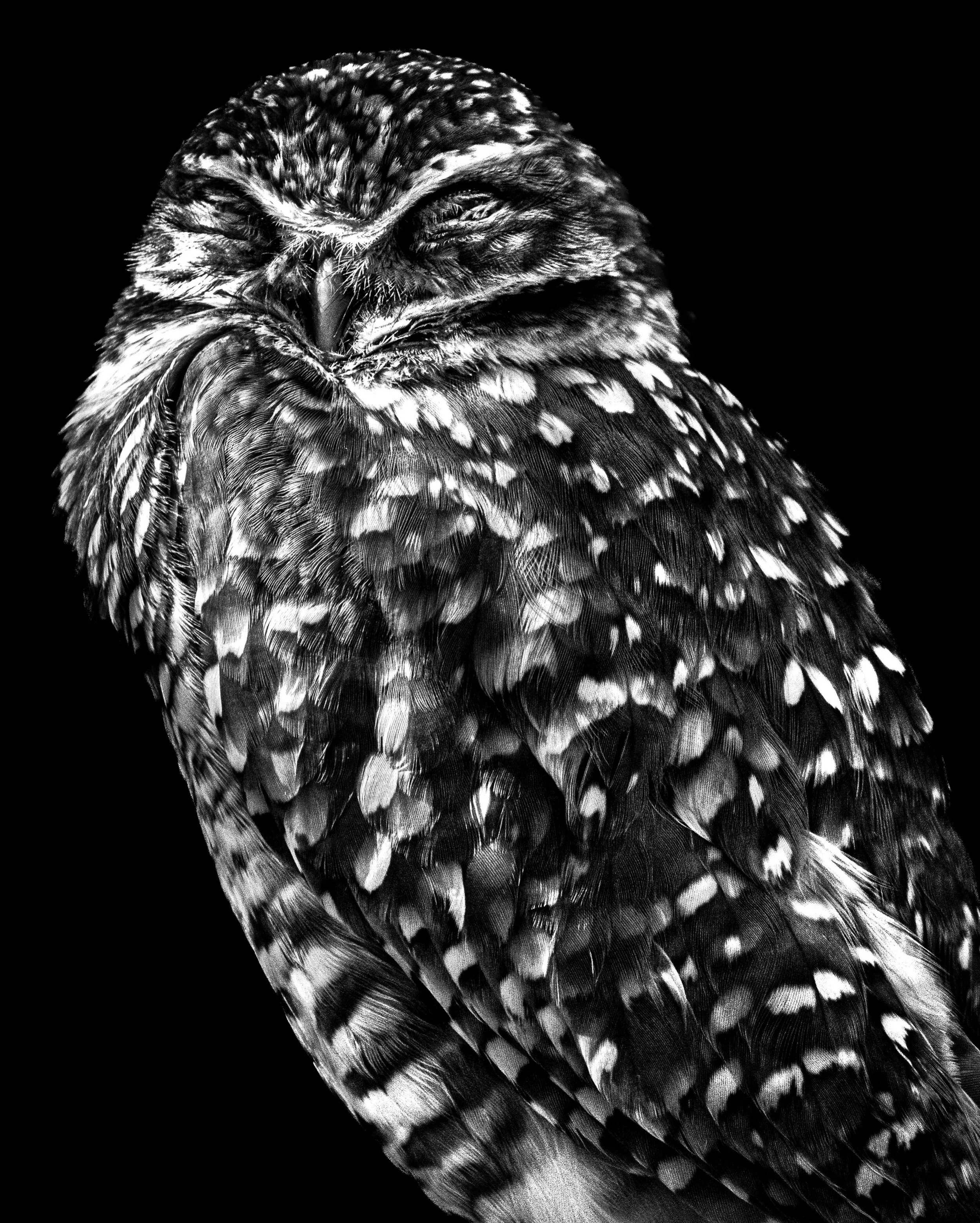 7/12 of my Photography Final 🦉
&bull;
&bull;
&bull;
#wildlifephotography #birdphoto #phoenixzoo @phoenixzoo @fox10phoenix