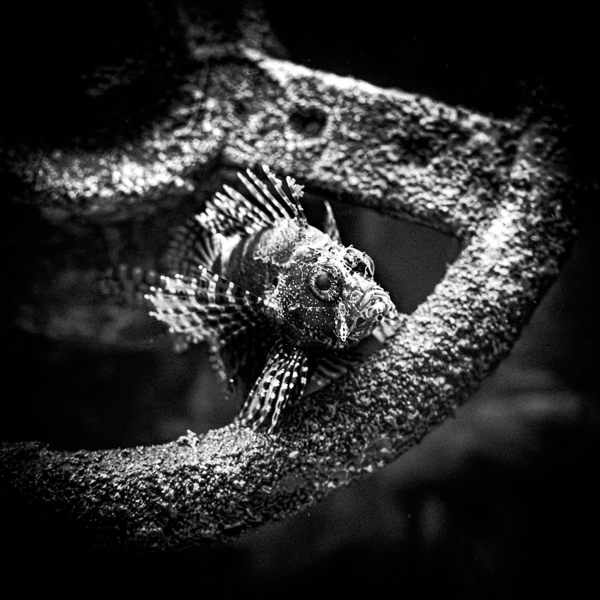 9/12 of my Photography Final 🐠
&bull;
&bull;
&bull;
#legoland #legolandcalifornia #blackandwhitephotography