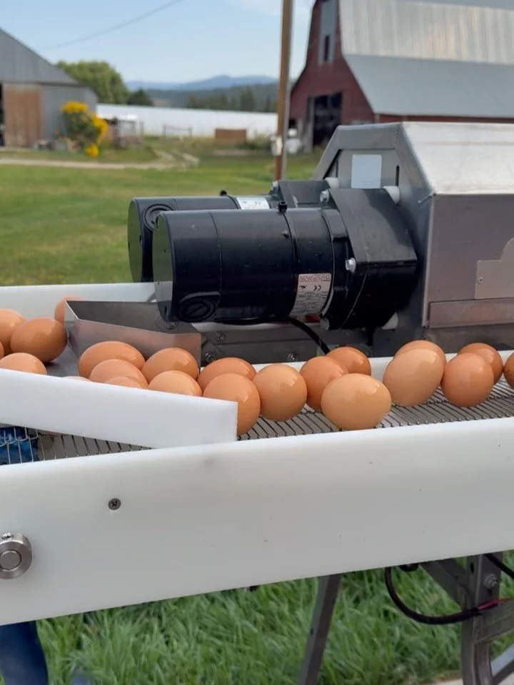 ✨Farm fresh starts here.✨
Every egg in tomorrow&rsquo;s delivery was hand selected by us today, checked for quality, sorted with care, and packed with love. 🥚💛
There&rsquo;s something special about holding each one, knowing it came from our happy h