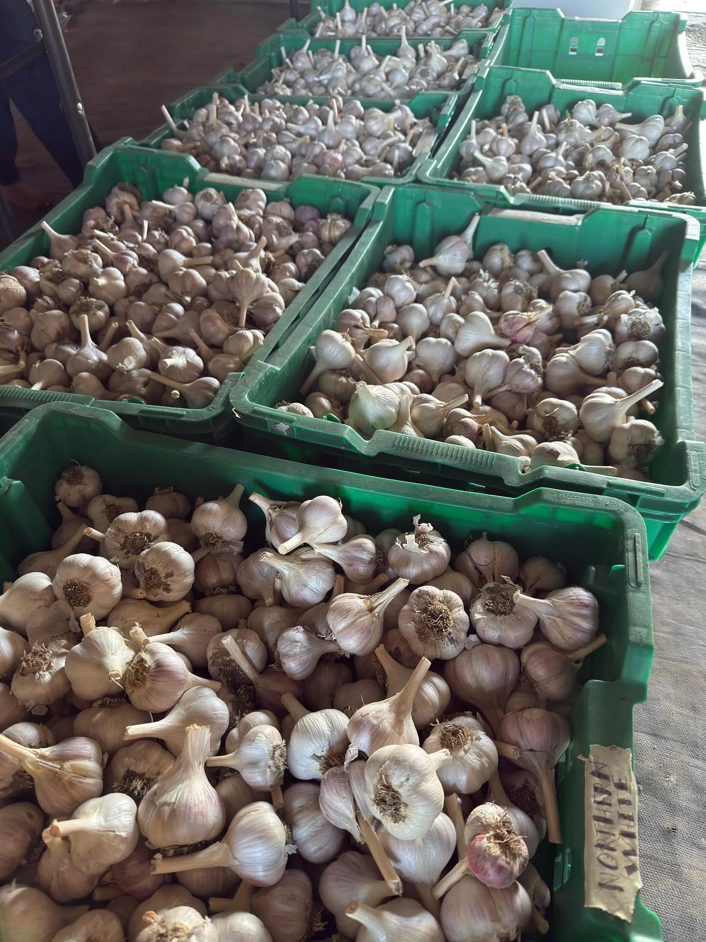 🧄✨ We&rsquo;re in full swing cleaning and sorting our garlic crop! A few of you have been asking when it&rsquo;ll be ready for pickup - the answer is soon! 
If you&rsquo;re on our email list, you&rsquo;ll be the very first to know when it hits the f