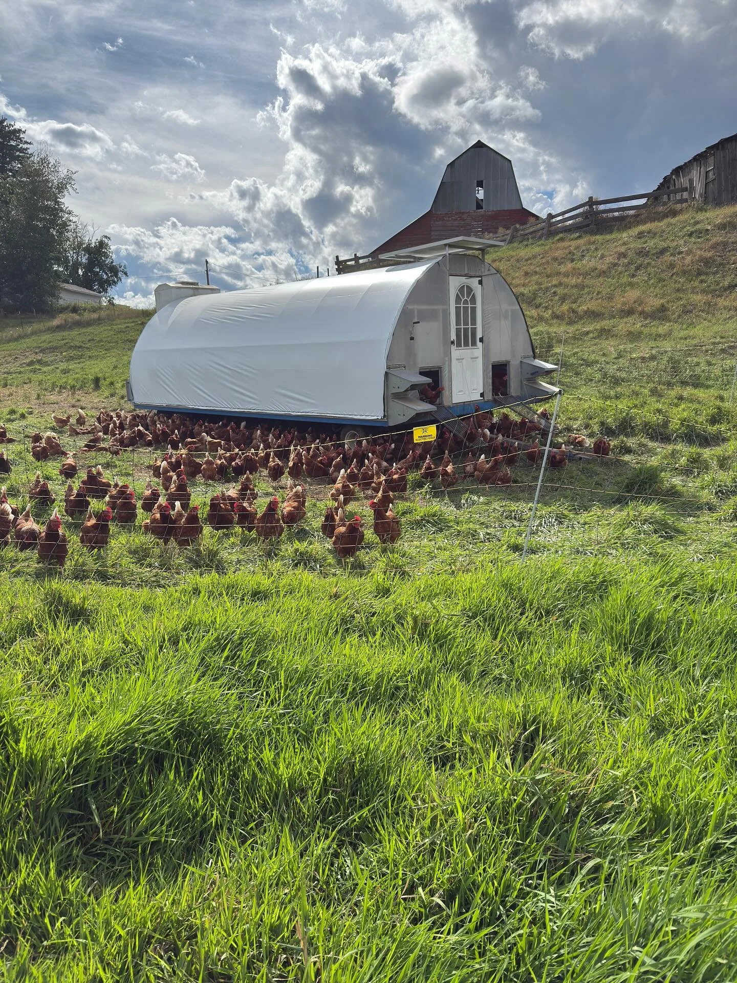 August pastures are thriving. 🌱 In Bonners Ferry on the bench land (as the locals refer to the area we live) the month of July &amp; August are typically crisp and brown. 🍂The unexpected summer rains have been a gift, but what really makes the diff