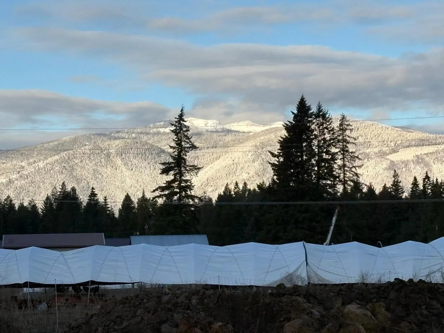 Snow in the mountains this weekend ❄️🌄 &mdash; a sure sign that fall is wrapping up fast! If you haven&rsquo;t planted your garlic yet, this week is the time! 🧄 The soil&rsquo;s still warm enough for those cloves to root before winter sets in.

We&