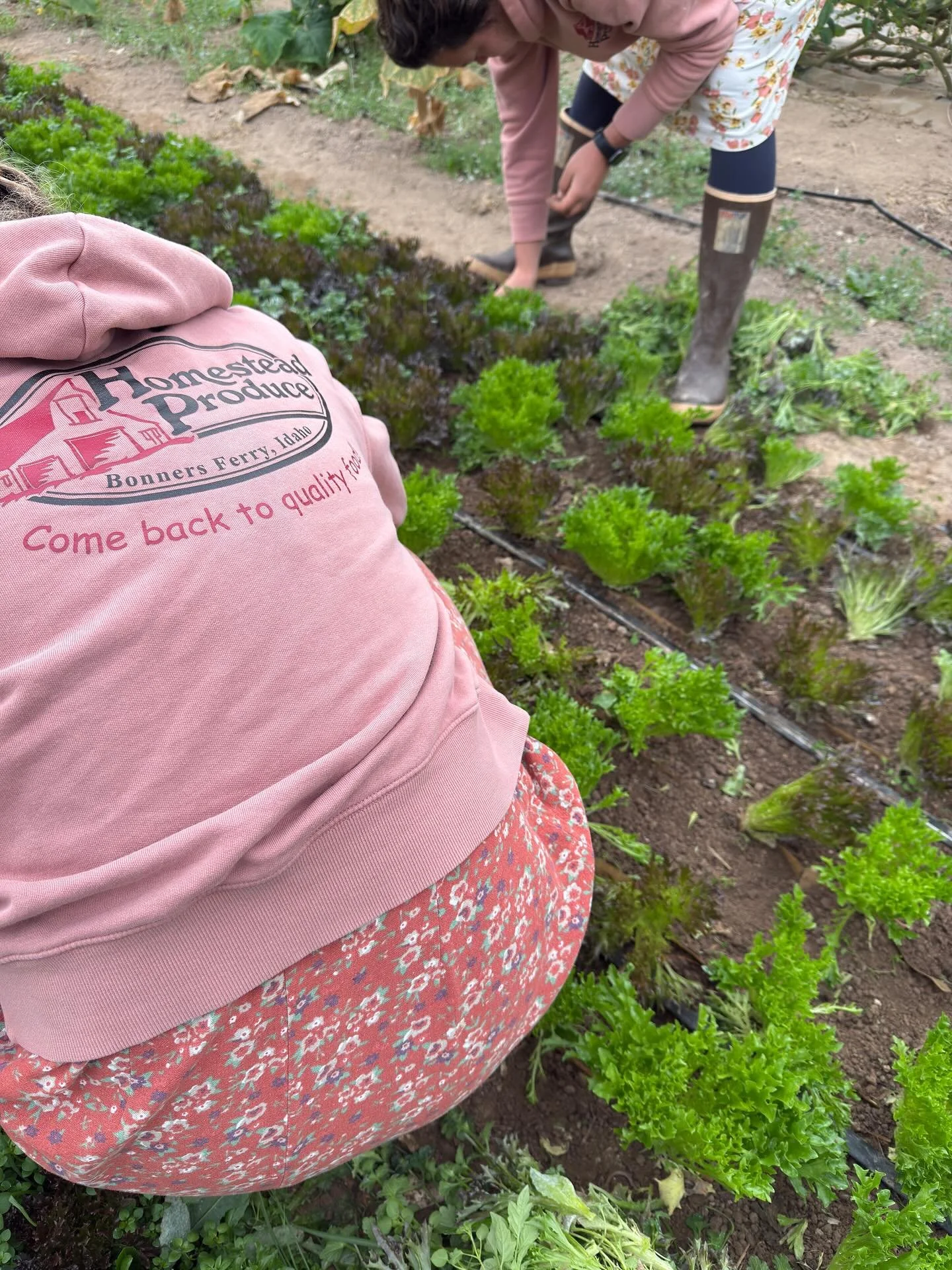 We&rsquo;ve been taught that convenience means sacrificing health &mdash; but our washed lettuce mix might just prove otherwise! 🥬✨

It feels too good to be true! &mdash; fresh, clean, and ready to eat. We&rsquo;re harvesting pounds and pounds of be
