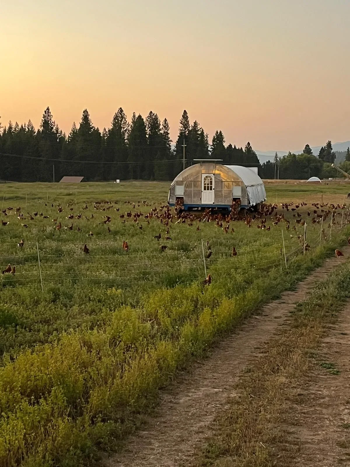 💡 Next week in our farm newsletter, we&rsquo;re diving into light stimulation. One of the simplest ways to keep hens laying through the darker months. 🐓✨

If you&rsquo;re not getting our newsletter yet, sign up free today! We love sharing the littl