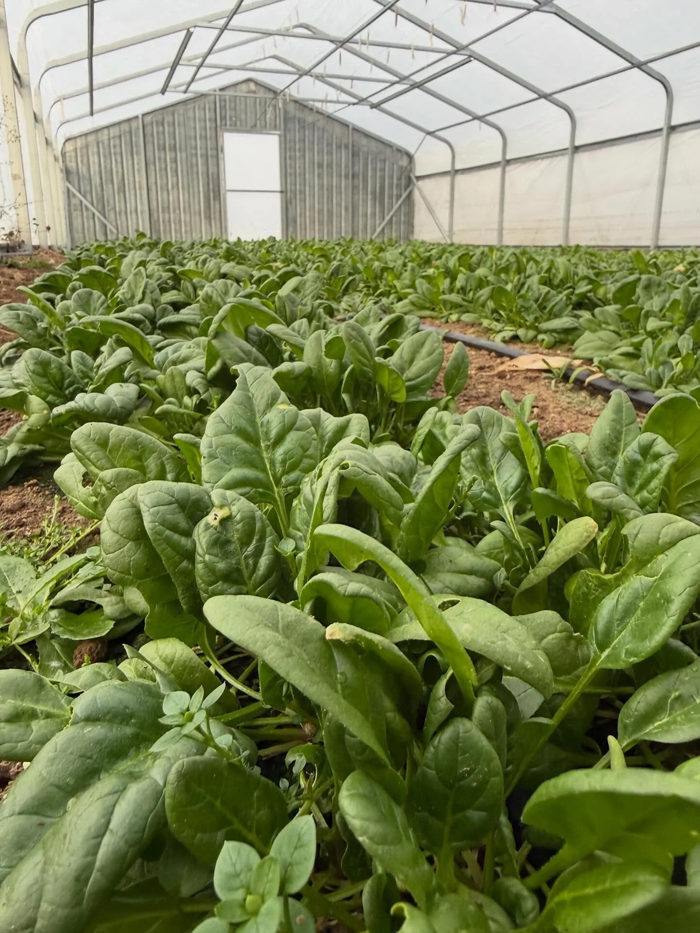 🎉This spinach crop is our final produce for 2025 🌱 Harvesting, washing and packing the spinach is happening as I write this post,
but no worries 👇🏻

Our farm stand is open year-round, and we&rsquo;ll continue offering eggs, milk, bread, honey, an