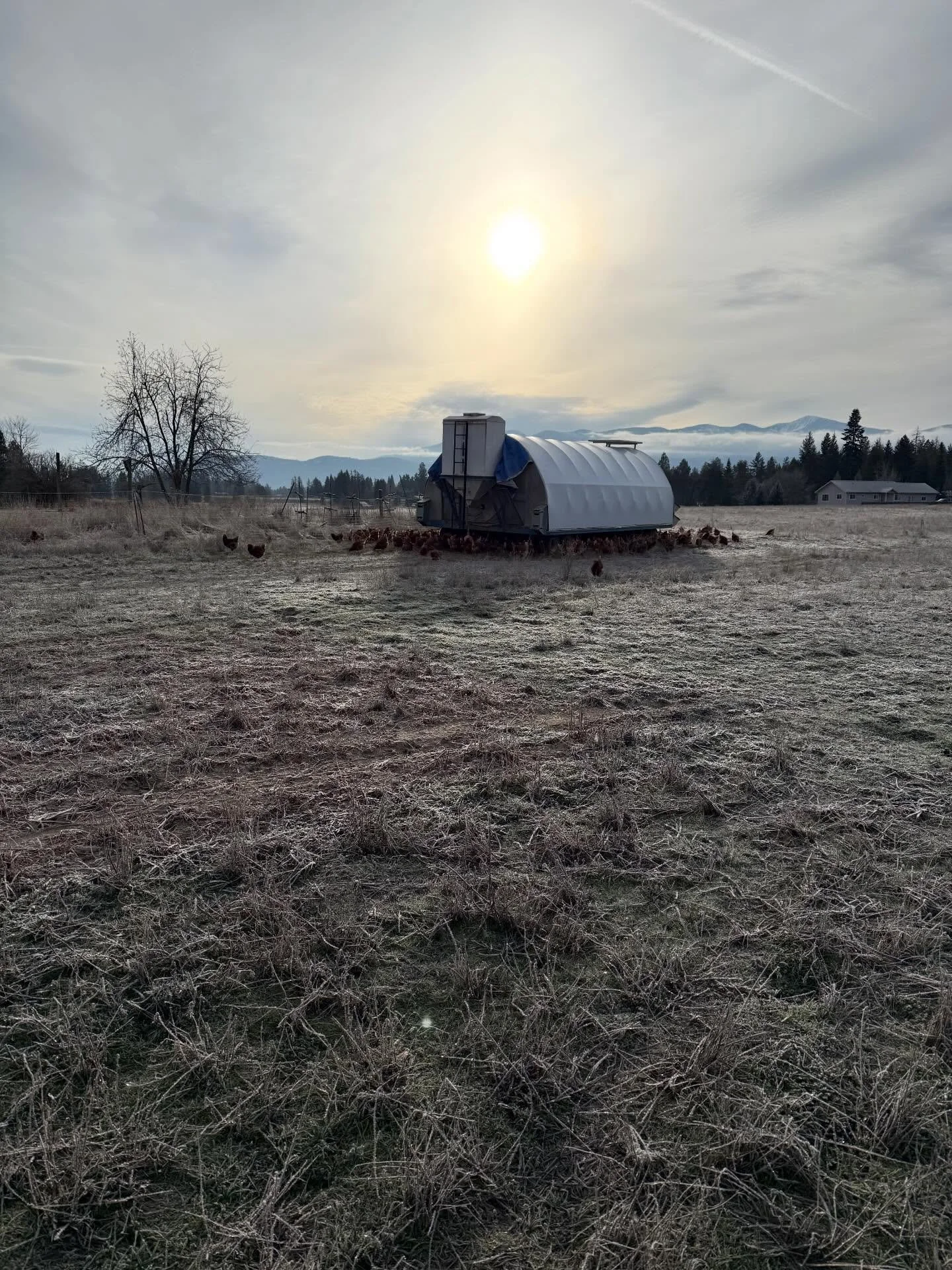 Cold mornings might feel harsh to us, but summer heat is often tougher on our hens than winter ever is.

Today may be chilly, but with the sun shining, the girls are ready to head outside and explore. Chickens know how to enjoy the simple things&mdas