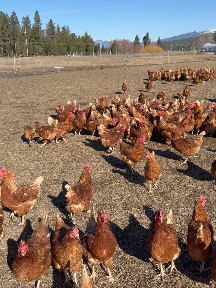 Are the hens on pasture?

Well&hellip; at the very least, they are 100% free. ☀️ pastures in coming! 🌱

Out in the sunshine, living their very best life. There are tiny weeds and fresh blades of grass just starting to peek through &mdash; and they g