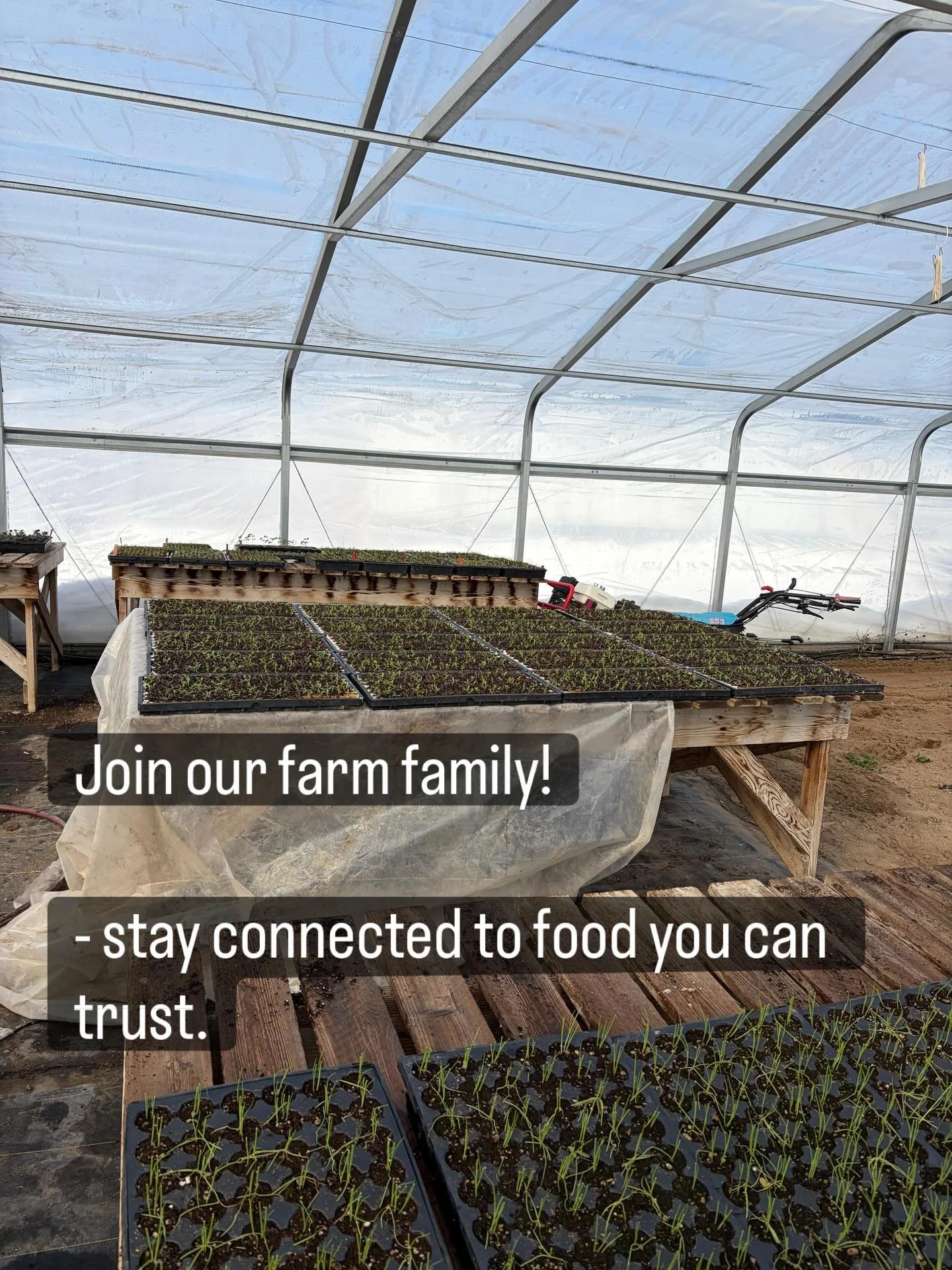 Spring is in full swing inside our high tunnels 🌱✨

Just a few snapshots from this past week &mdash; things are growing, stretching, and soaking up every bit of light. In just a couple of weeks you can expect the first of the season in our farm stan
