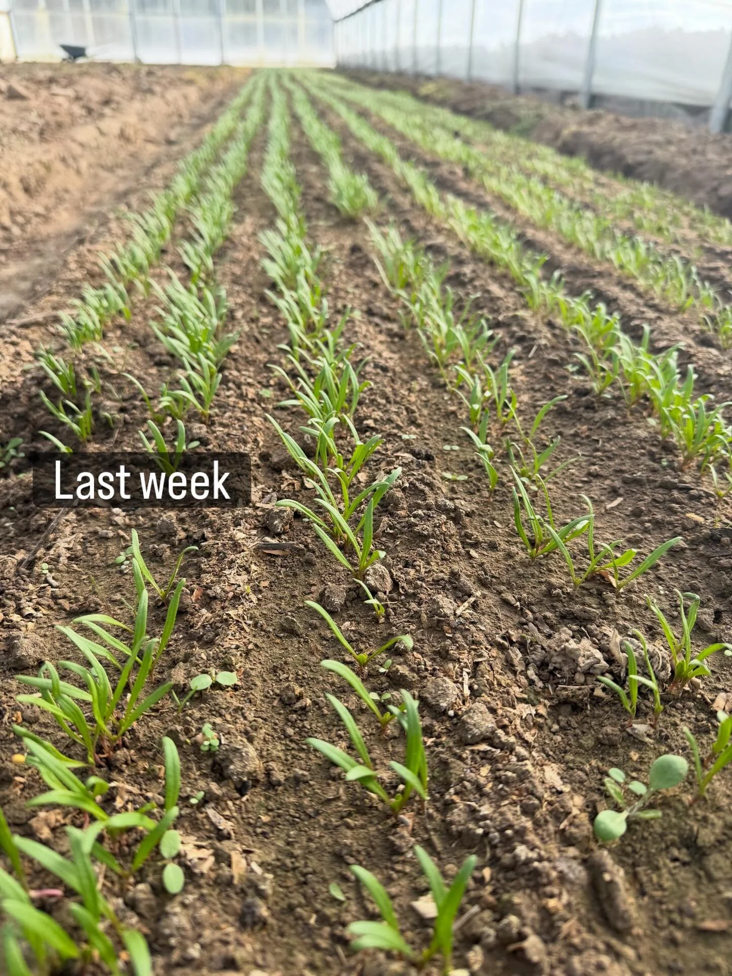 Watching plants grow &amp; connecting with nature brings us back to a simple truth: good things take time. 🌱

In a world that wants food fast, health instantly, wealth overnight, and happiness without effort&hellip; the garden gently reminds us othe