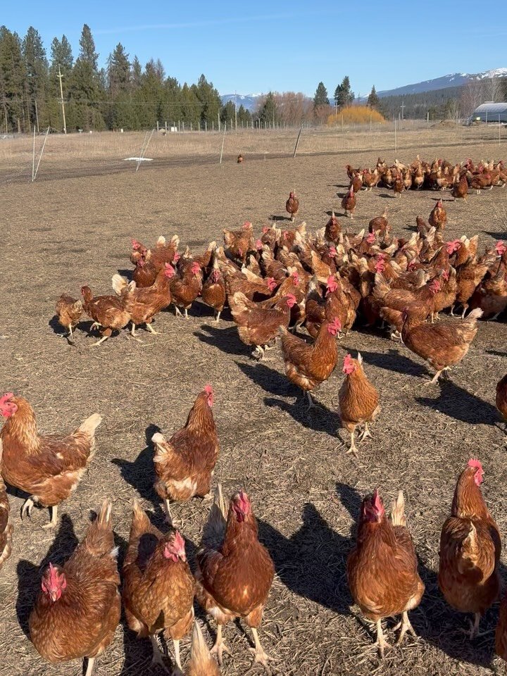 Are the hens on pasture?

Well&hellip; at the very least, they are 100% free. ☀️ pastures in coming! 🌱

Out in the sunshine, living their very best life. There are tiny weeds and fresh blades of grass just starting to peek through &mdash; and they g