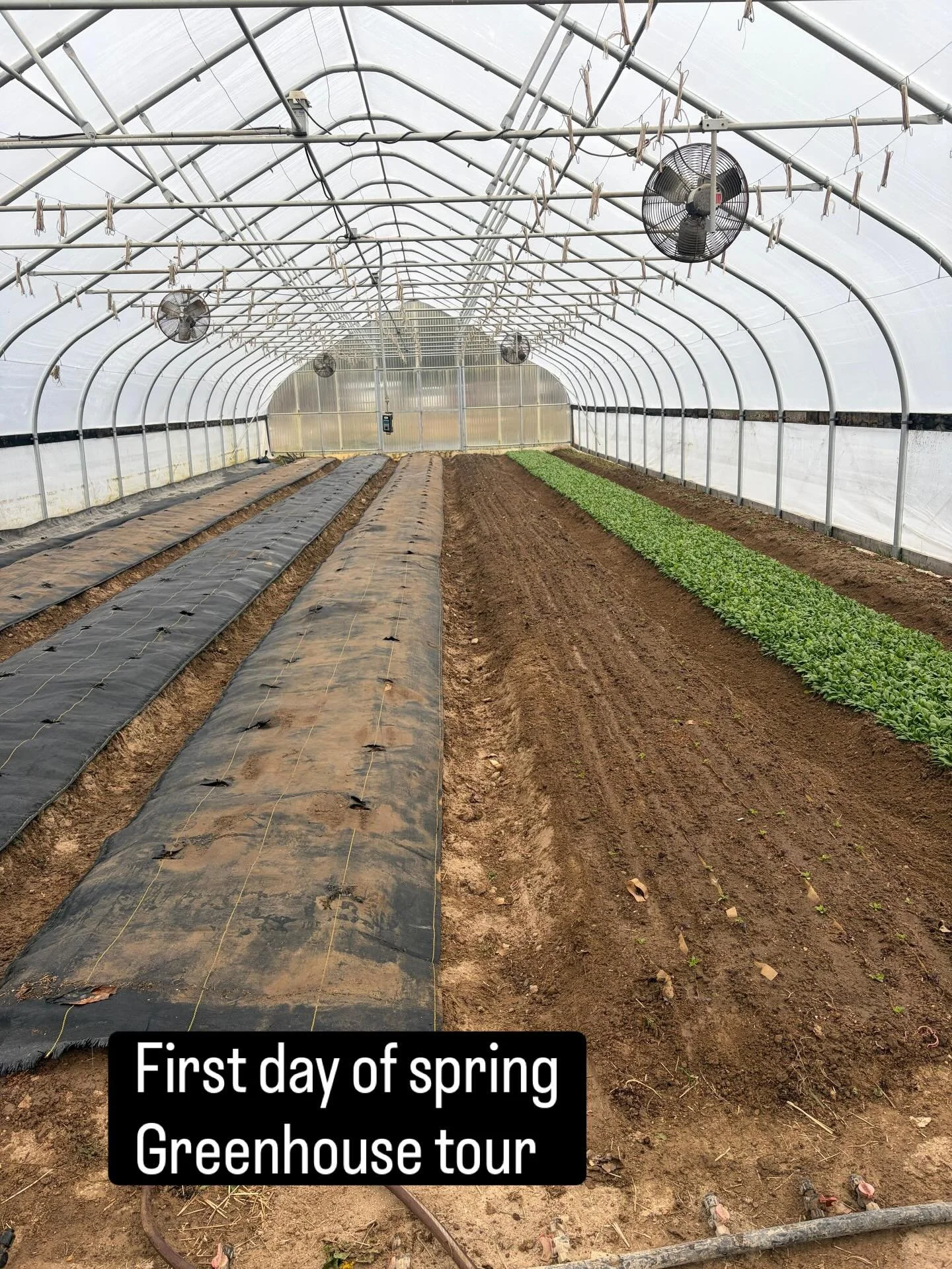 This looks like perfection to us. 🌱

We were standing around talking about how unreal it looks&hellip; that bright green against the dark soil, such a clean, perfect edge - it almost doesn&rsquo;t look real.

Jordan wrapped up the conversation with: