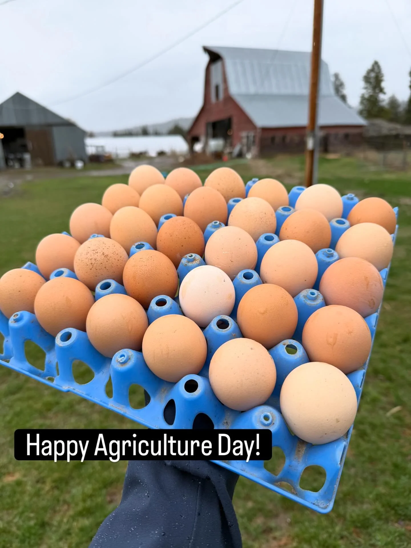 Happy Agriculture Day! 🌱

Truth is&hellip; we think you celebrate it every single day. Every time you choose to shop local, cook real food, and nourish your family with ingredients straight from the farm - you&rsquo;re part of something bigger. 🌾

