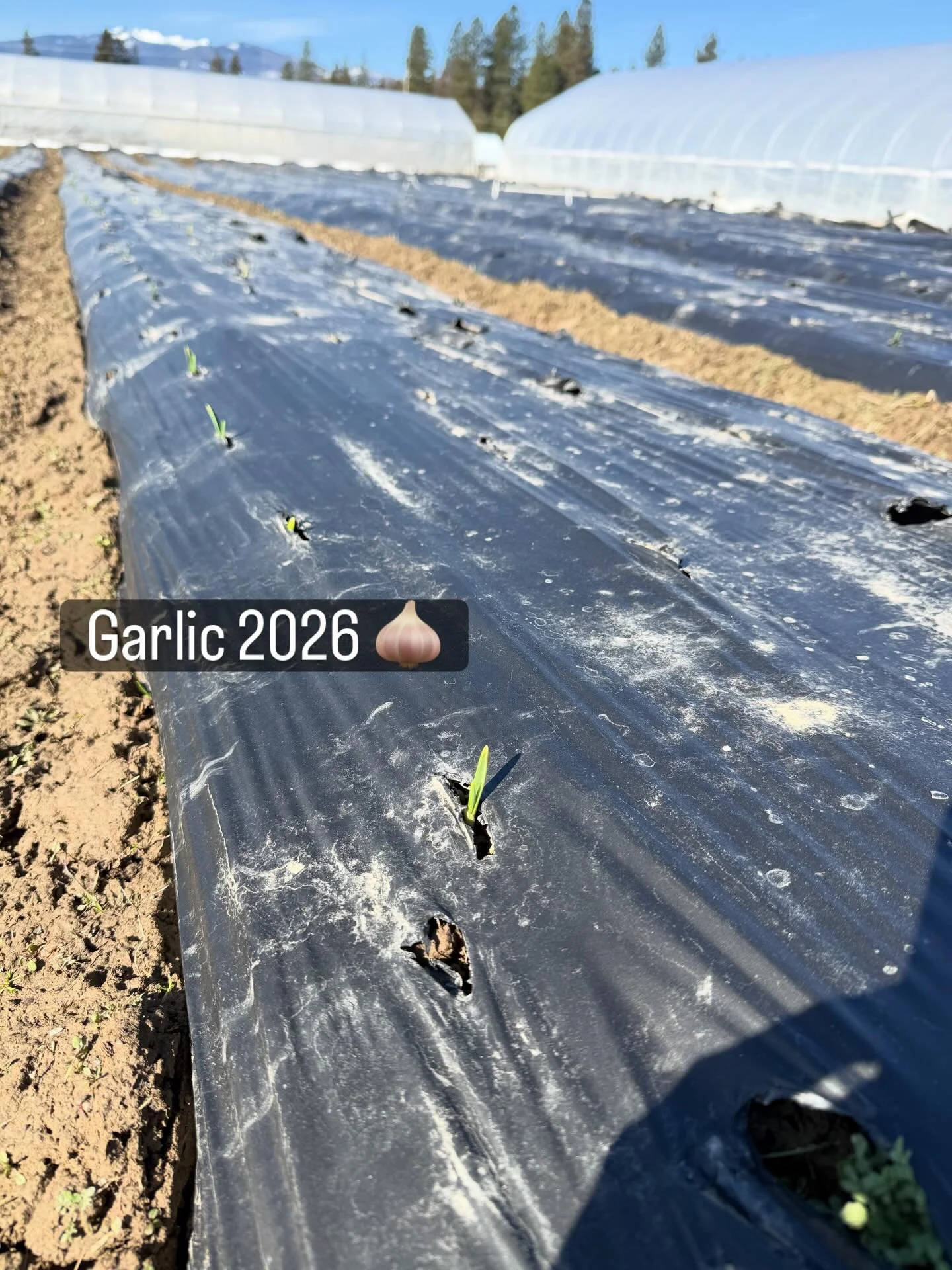 Who planted garlic with us last year?? 🧄🙋🏻&zwj;♀️

Have you checked on it yet&hellip; is it popping up through the soil? That first green shoot is the best feeling after a long winter.

If you planted with us, go take a peek and let me know &mdash