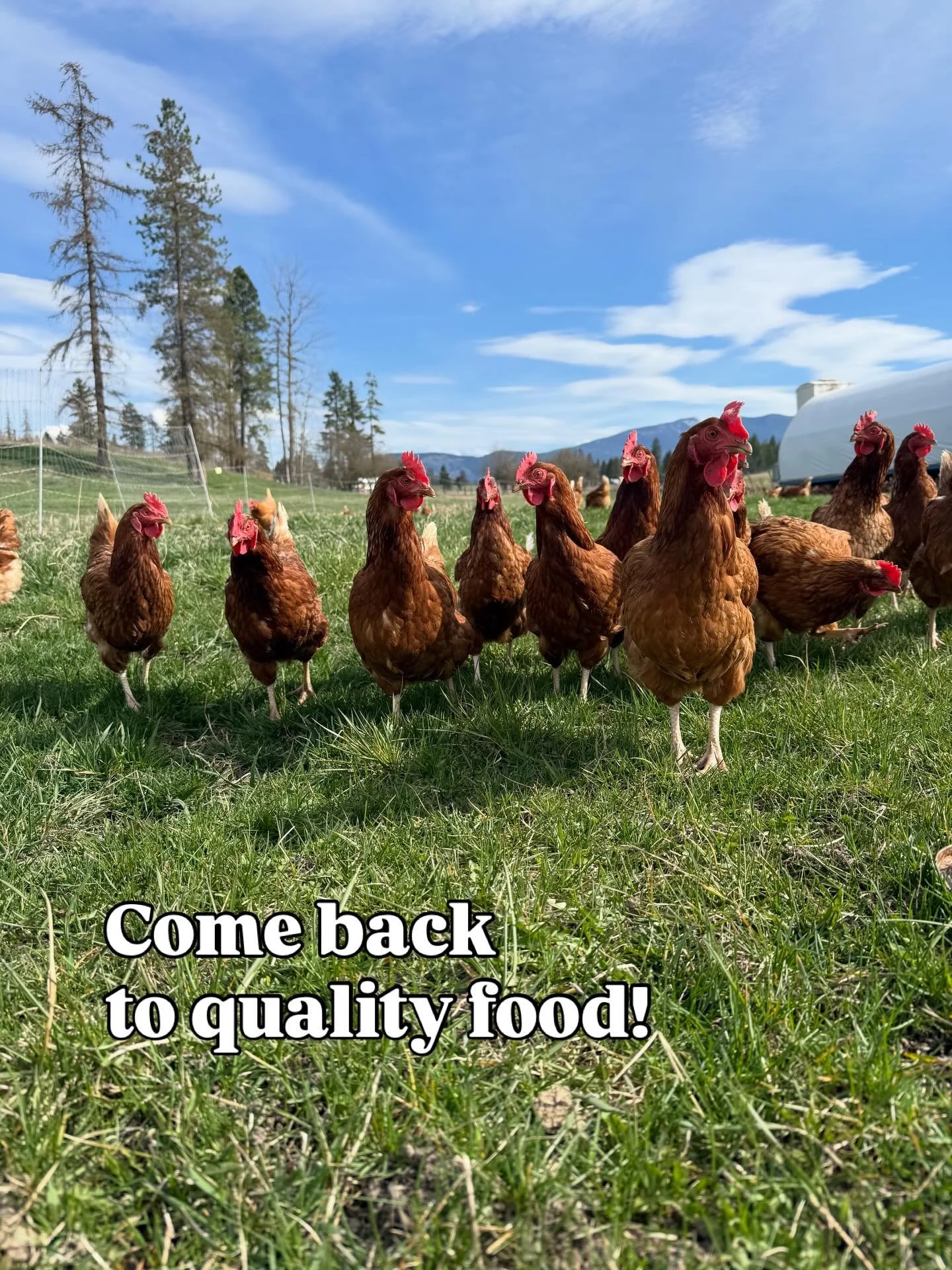 Hello, we&rsquo;re so glad you found us! 🤍
Welcome to our farm.

We raise mobile pastured eggs and grow fresh, seasonal produce organically - because we believe in doing food the right way, regenerative, natural, mobile pastured &amp; grown in soil!