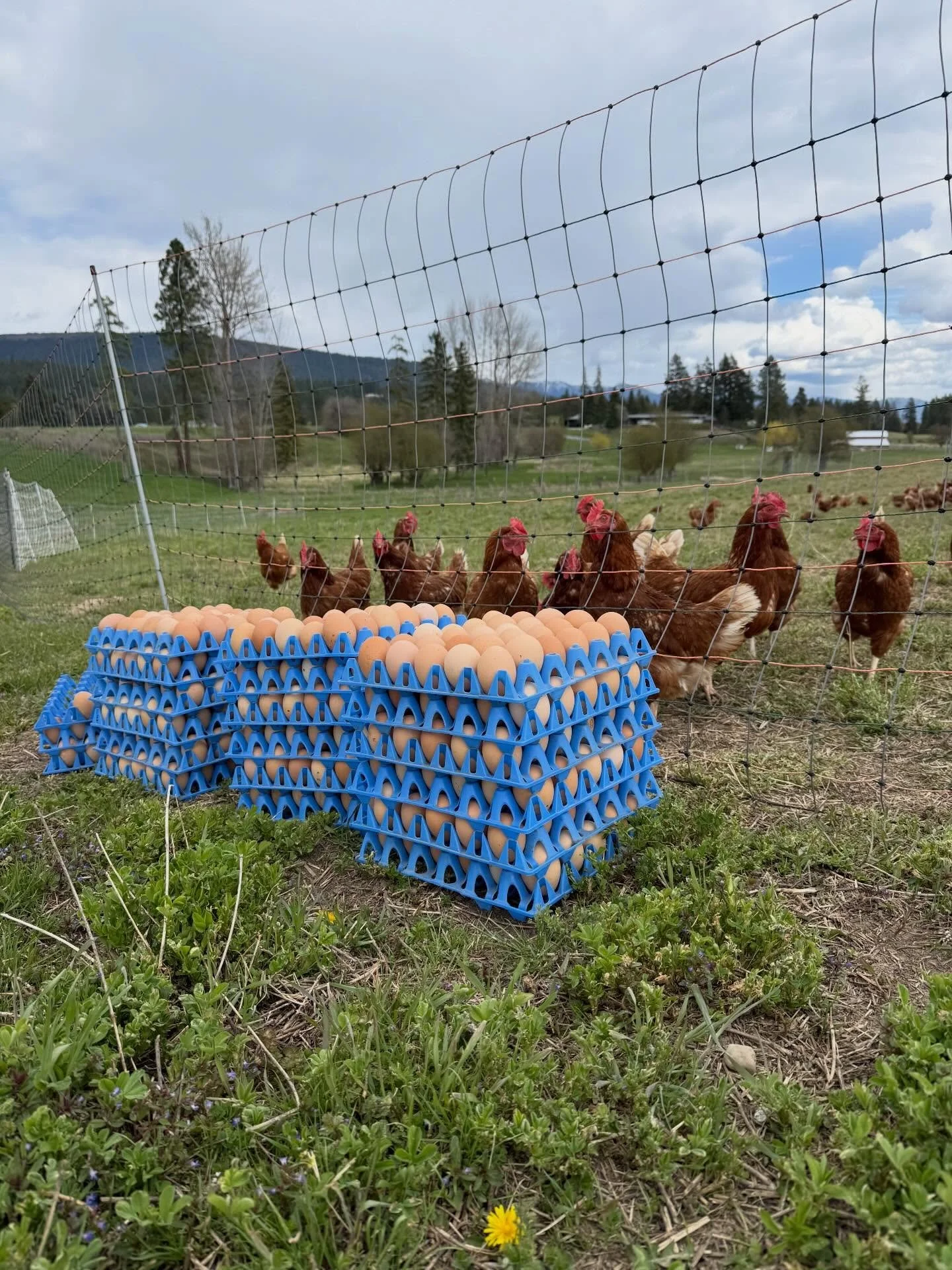 Just spent a moment with the hens, admiring their hard work for the day.

Fresh eggs, fresh air, and a whole lot of gratitude for these girls! 🥚🐓
#mobilepasturedeggs #grateful #local #foodaccess